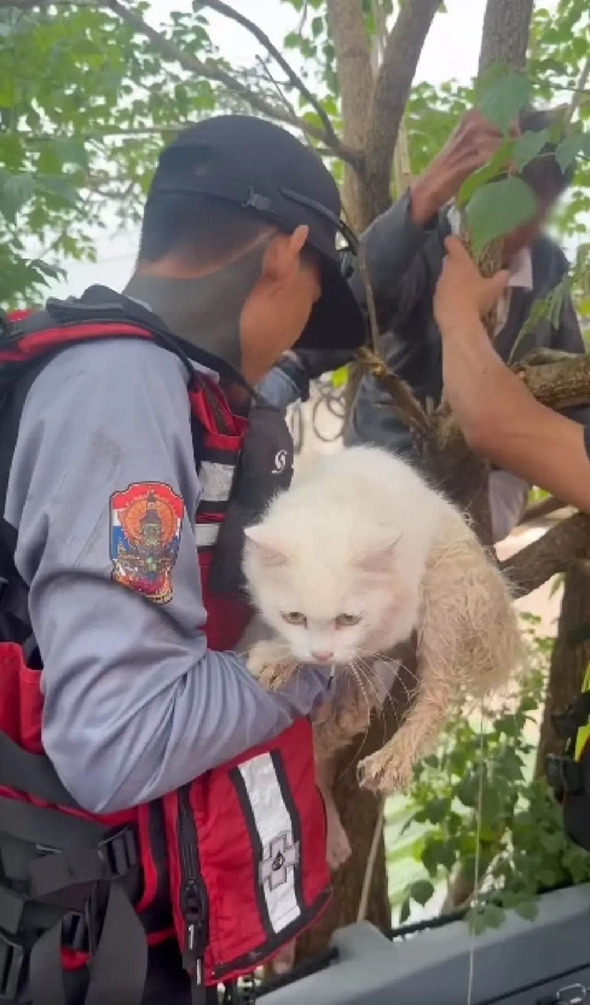 จุกอก คุณยายเกาะต้นไม้ กอดแมวแน่น 3 วันเต็ม ไม่ได้กินข้าว-น้ำ