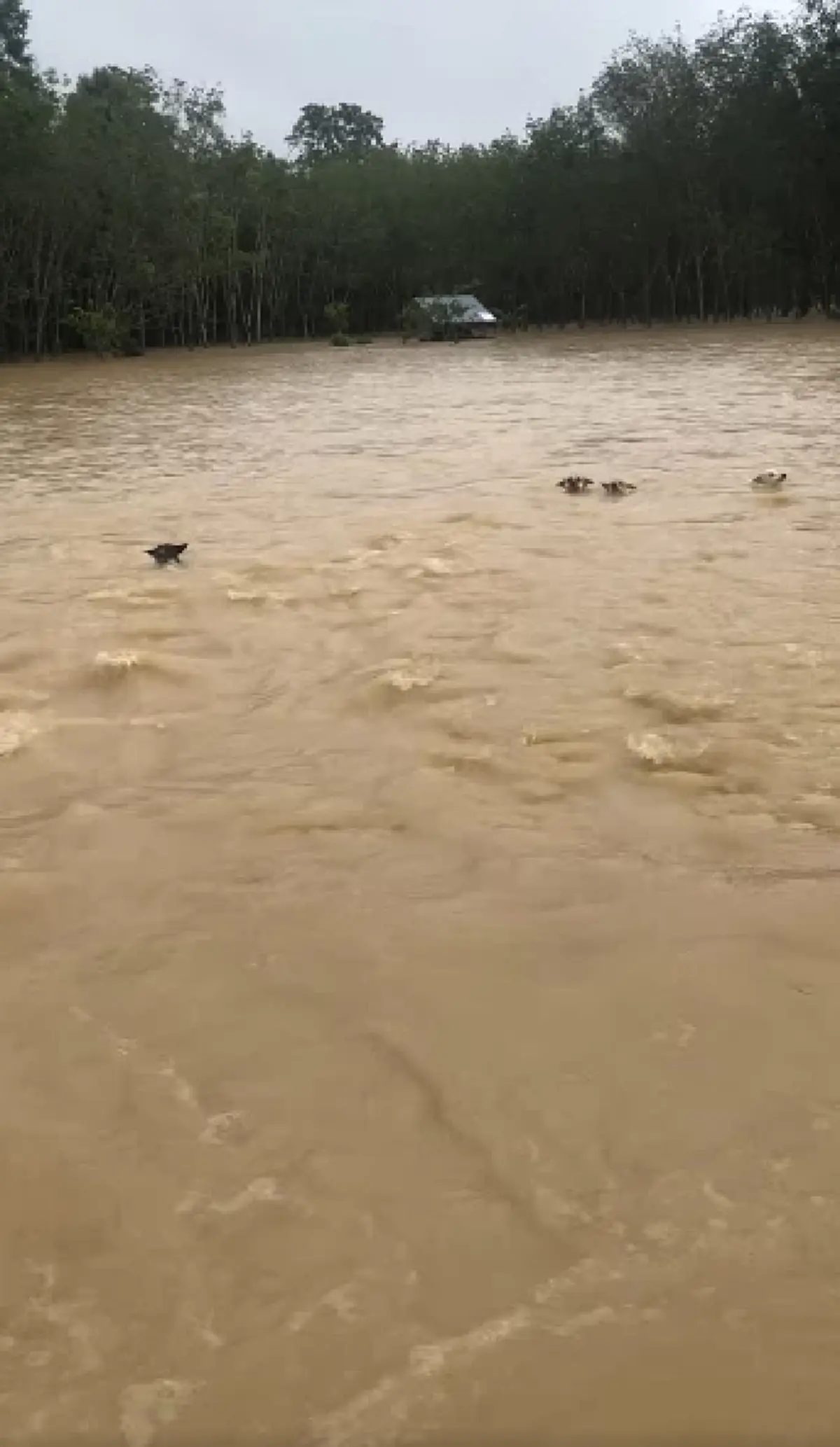 น้ำตาแทบไหล ชะตากรรมล่าสุด น้องหมา 4 ชีวิต หลังว่ายฝ่ากระแสน้ำ