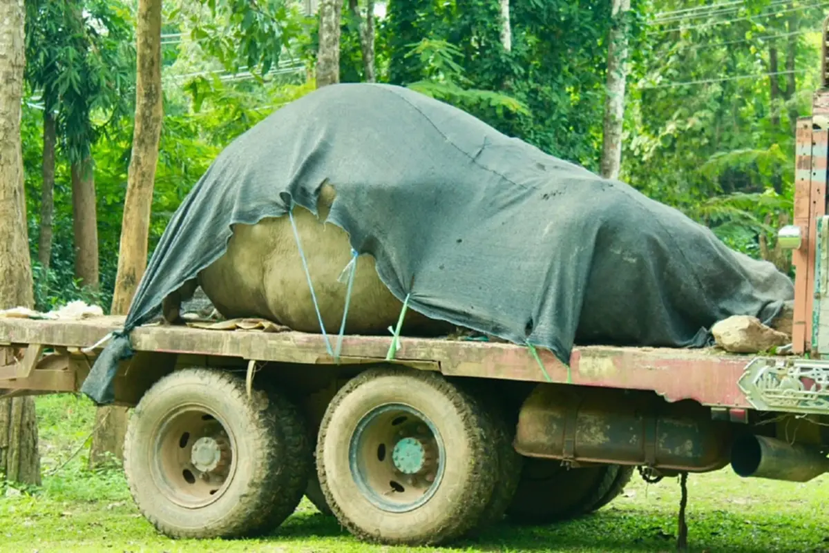 เศร้าอีก“ช้างป่า”แก่งกระจานถูกไฟช็อตดับสลด เร่งหาพยานหลักฐาน