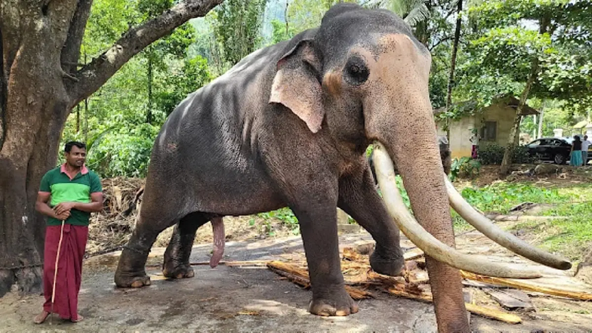 รัฐบาลไทยเดินหน้าเจรจา เตรียมพาช้างกลับบ้าน ใช้ชีวิตบั้นปลายอย่างสงบ ณ ถิ่นกำเนิด