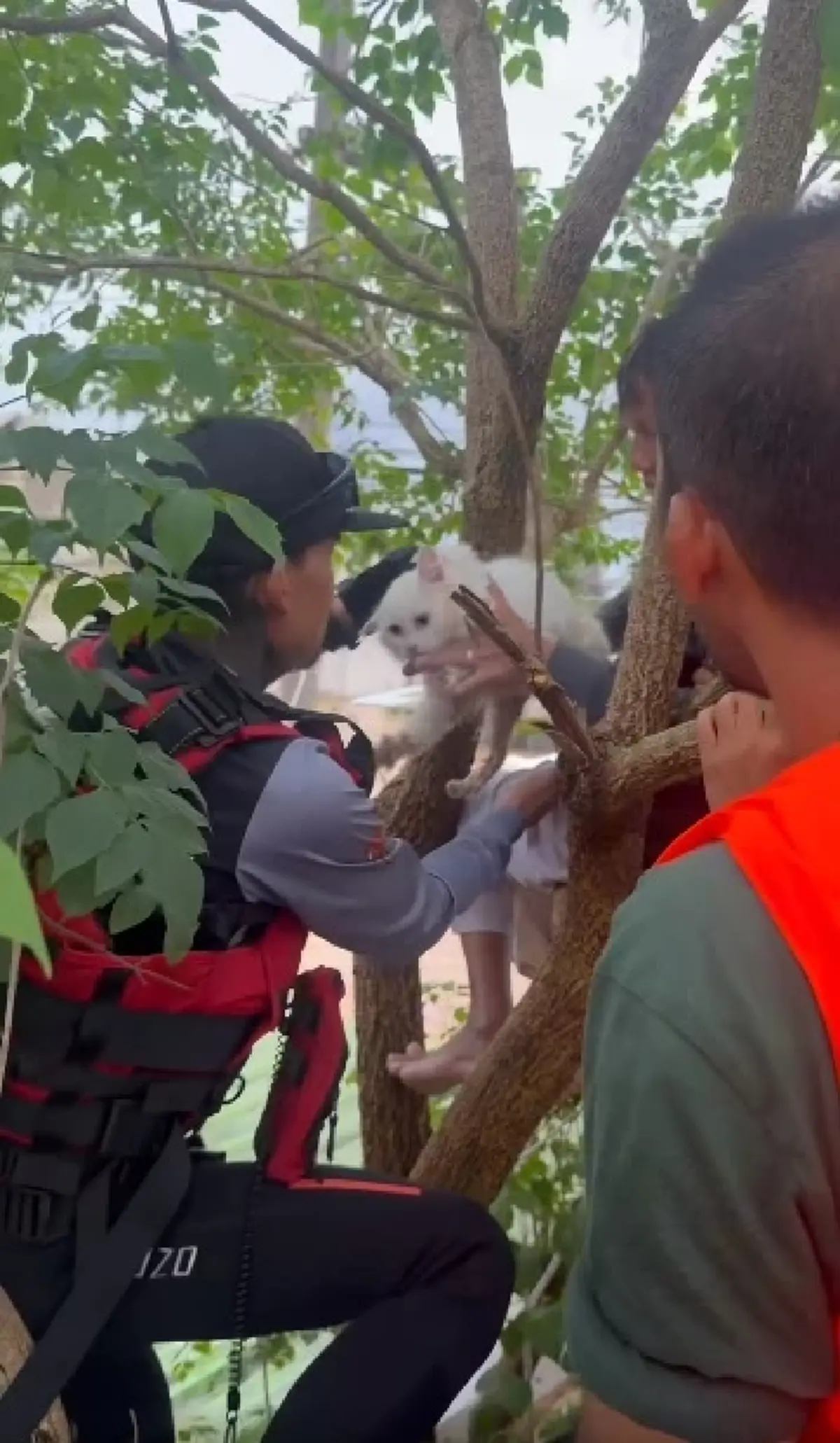 จุกอก คุณยายเกาะต้นไม้ กอดแมวแน่น 3 วันเต็ม ไม่ได้กินข้าว-น้ำ