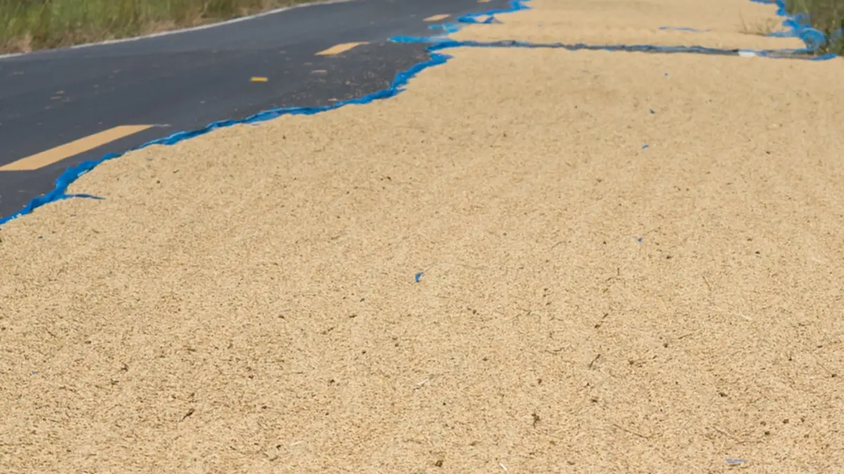 ตากข้าวบนถนนเข้าข่ายกระทำผิดกฎหมายทางหลวง โดนฟันโทษหนัก