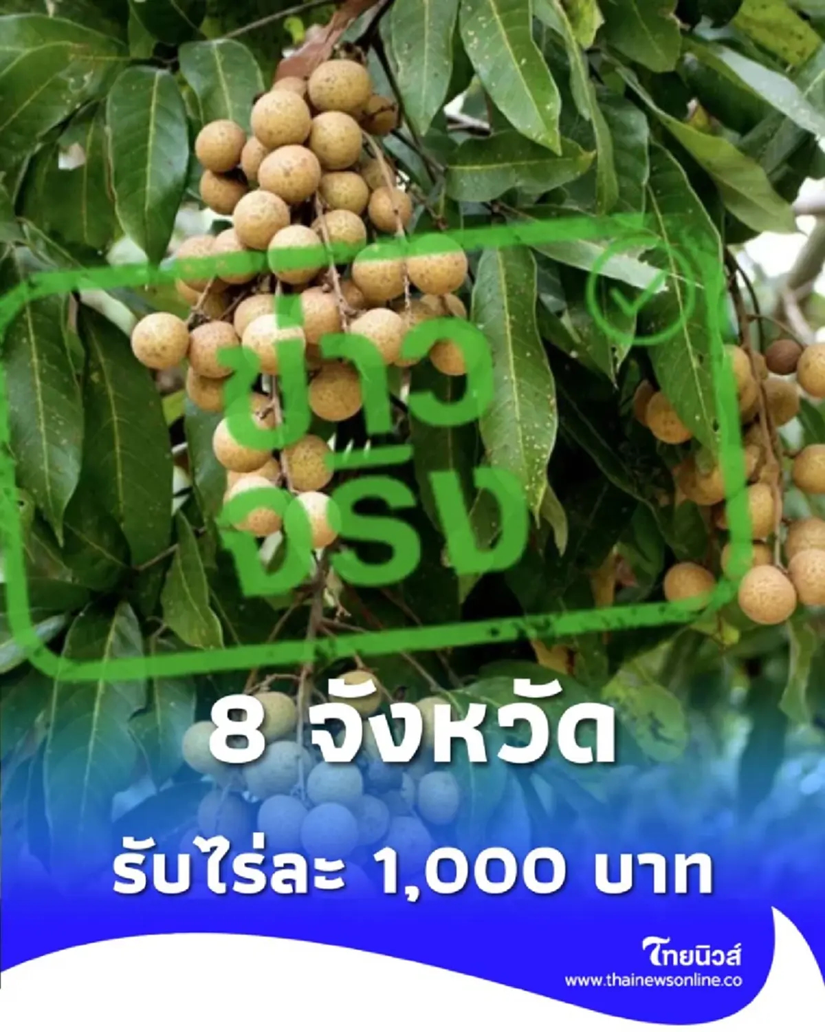 เปิด 8 จังหวัด ได้รับสนับสนุนค่าใช้จ่าย ไร่ละ 1,000 บาท