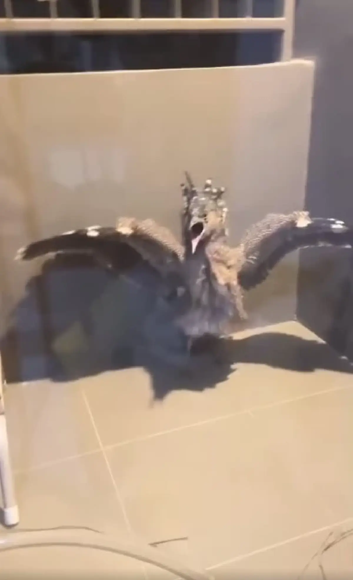 หนุ่มสงสัย นกอะไรบินเกาะระเบียงคอนโด ผู้รู้เฉลยนี่คือตัวละครลับในป่า