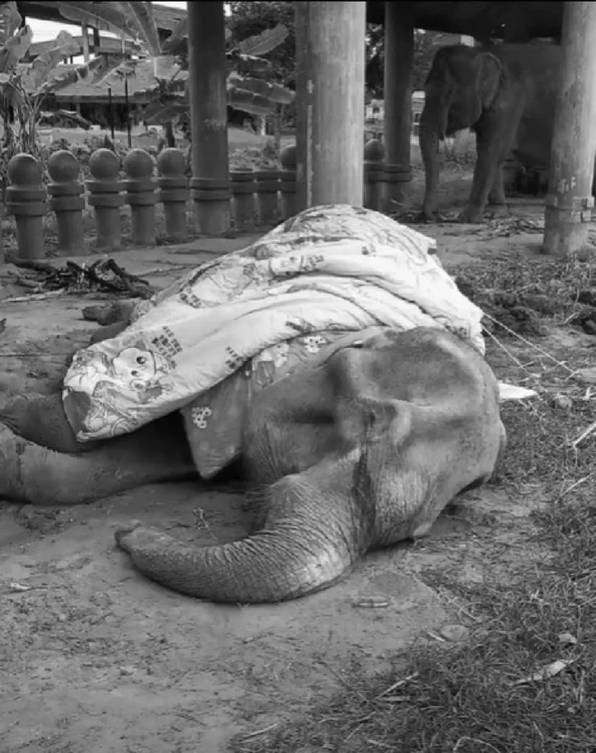 อาลัยตำนานช้าง "พังยายมีสิทธิ์" สิ้นลมอย่างสงบในวัย 83 ปี