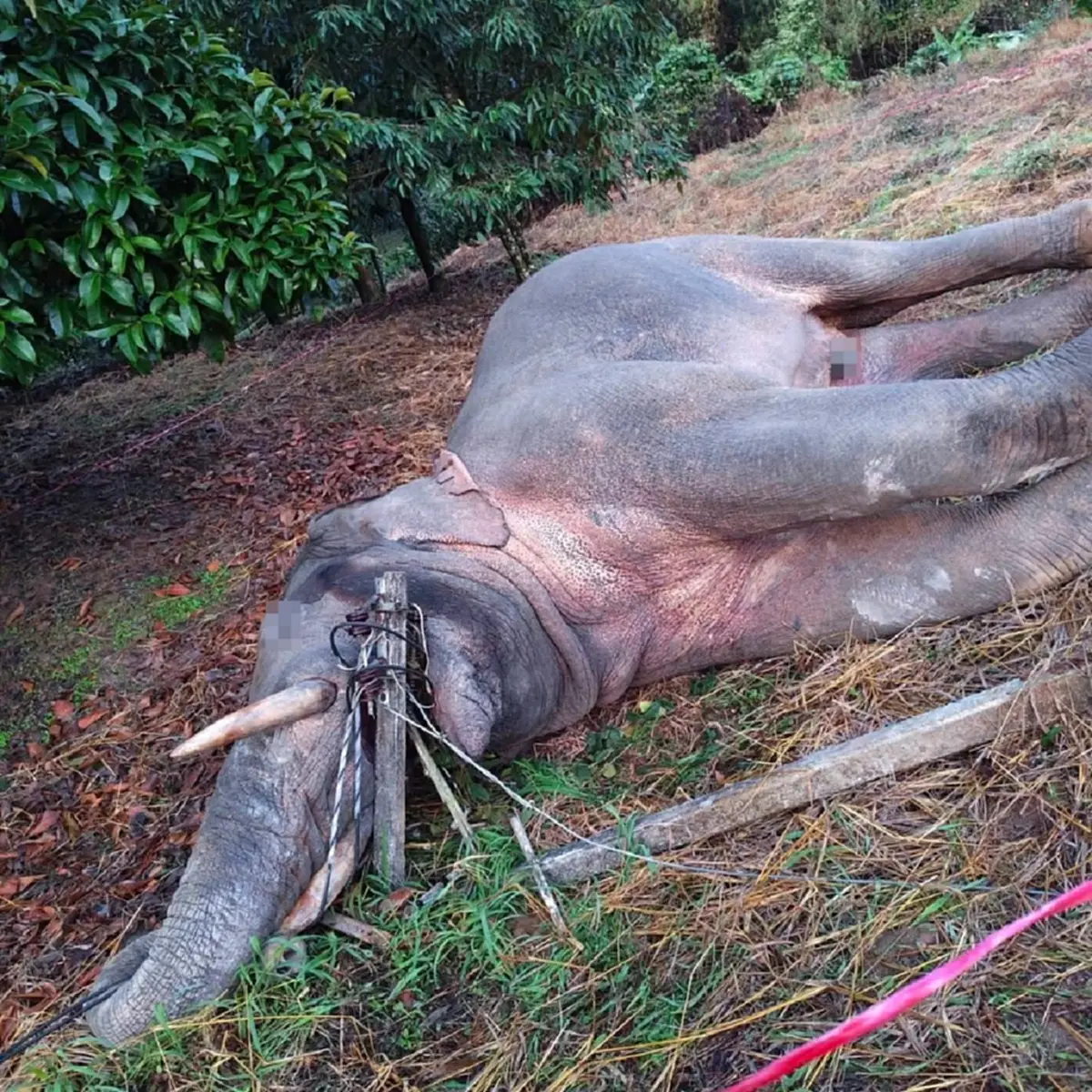 เปิดอายุ พลายม้วน ช้างป่าเขาคิชฌกูฏ เสียดายจบชีวิตสุดสลด