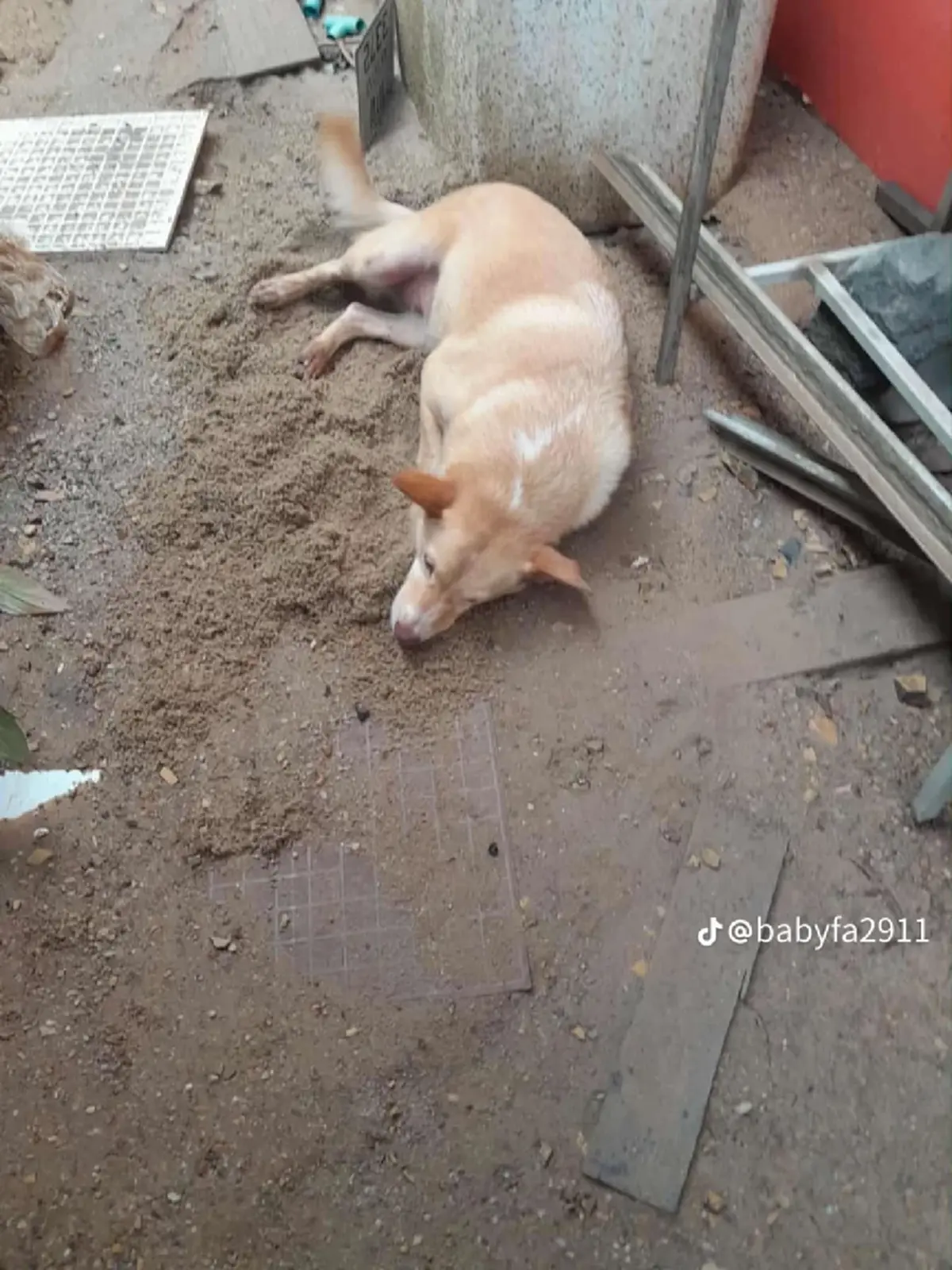 อัปเดตล่าสุด เคสบีบหัวใจคุณลุงกับน้องหมา ข่าวที่หลายคนรอคอย