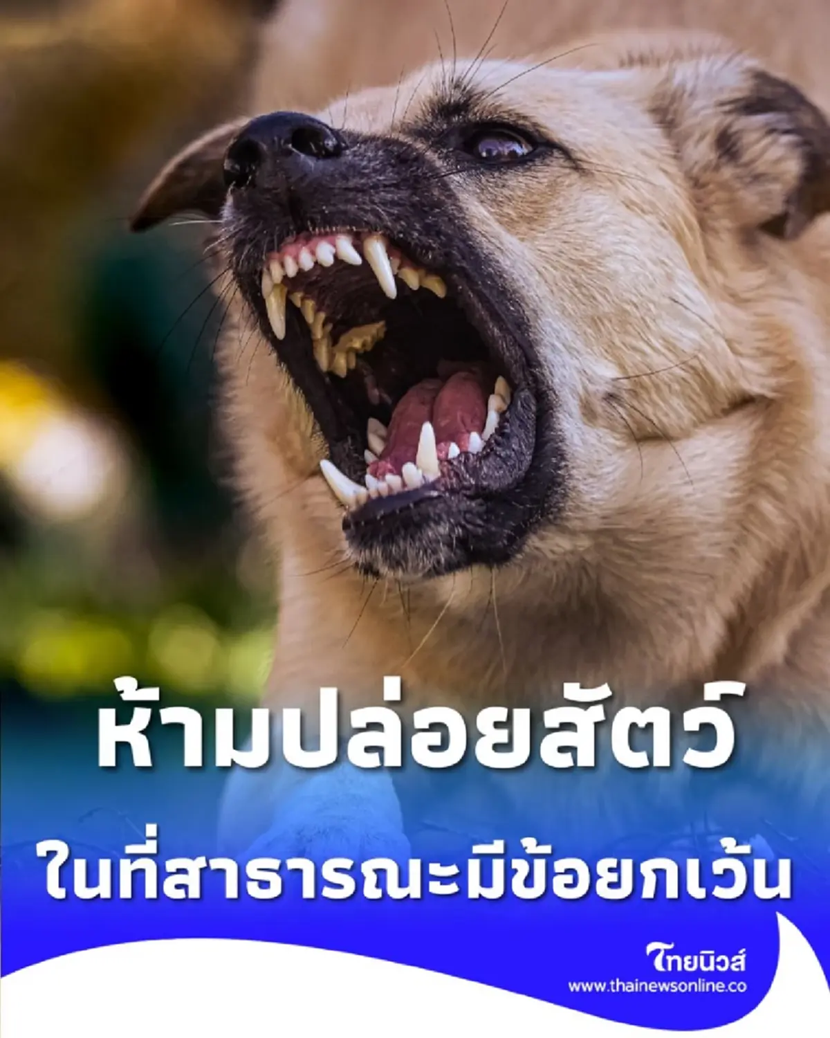 กฎใหม่ กทม. จำกัดจำนวนหมาแมว บังคับจดทะเบียนห้ามปล่อย มีข้อยกเว้น 