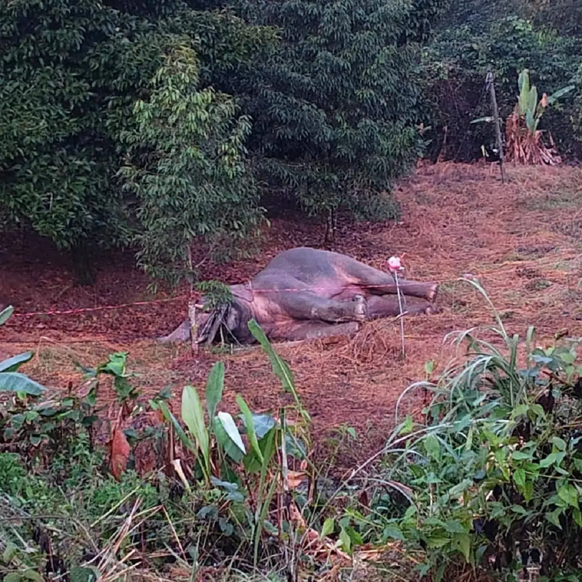 ไม่ละเว้น เอาผิด 2 ข้อหาหนัก ปมช้างป่าเขาคิชฌกูฏถูกไฟช็อตดับ 3 ตัว