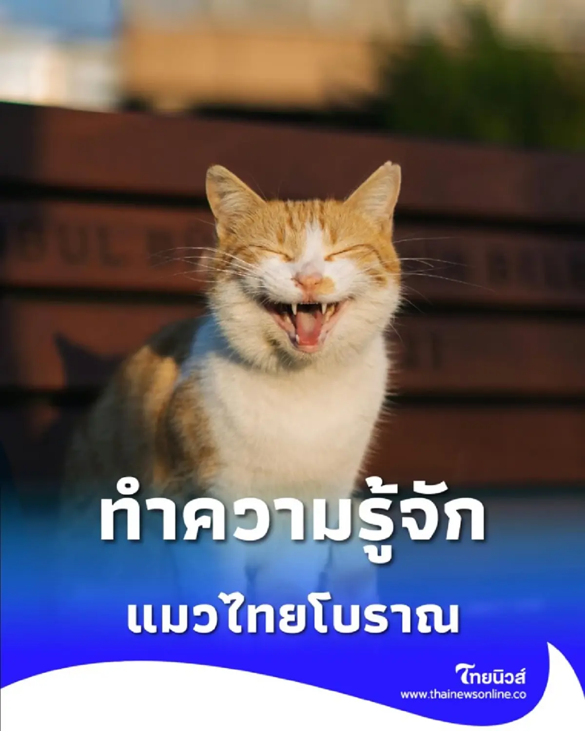 แมวไทยโบราณ 5 สายพันธุ์ มีความเก่าแก่ใกล้เคียงกับแมวอียิปต์