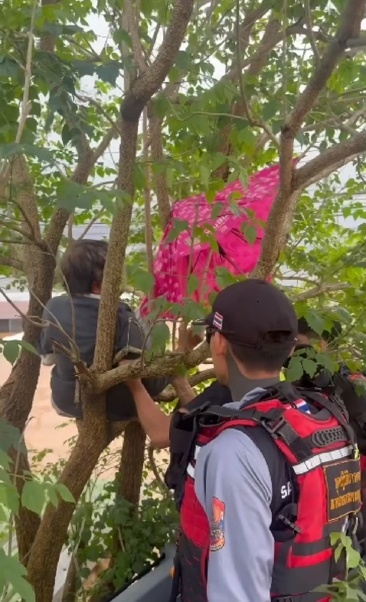 จุกอก คุณยายเกาะต้นไม้ กอดแมวแน่น 3 วันเต็ม ไม่ได้กินข้าว-น้ำ