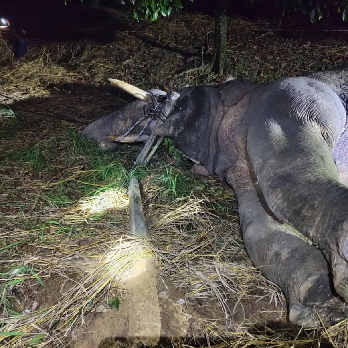 เศร้า เปิดข้อมูล 1 ใน 3 ช้างป่าถูกไฟช็อตล้ม ยิ่งสะเทือนใจ