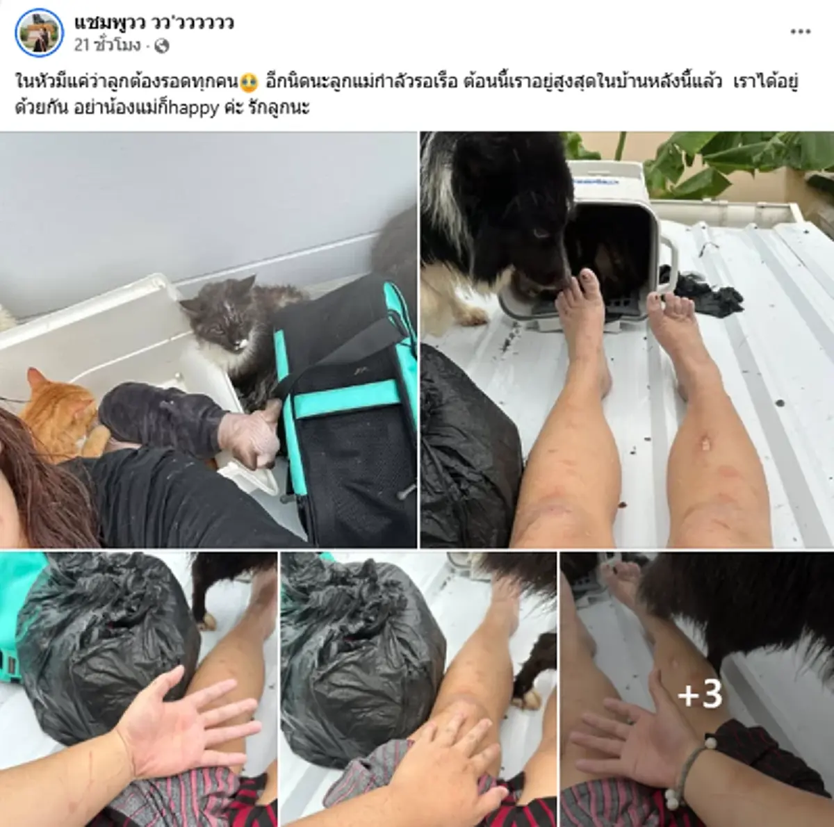 เจ้าของอัพเดตล่าสุด หลังติดบนหลังคา พร้อมหมา - แมว กว่า 20 ชีวิต