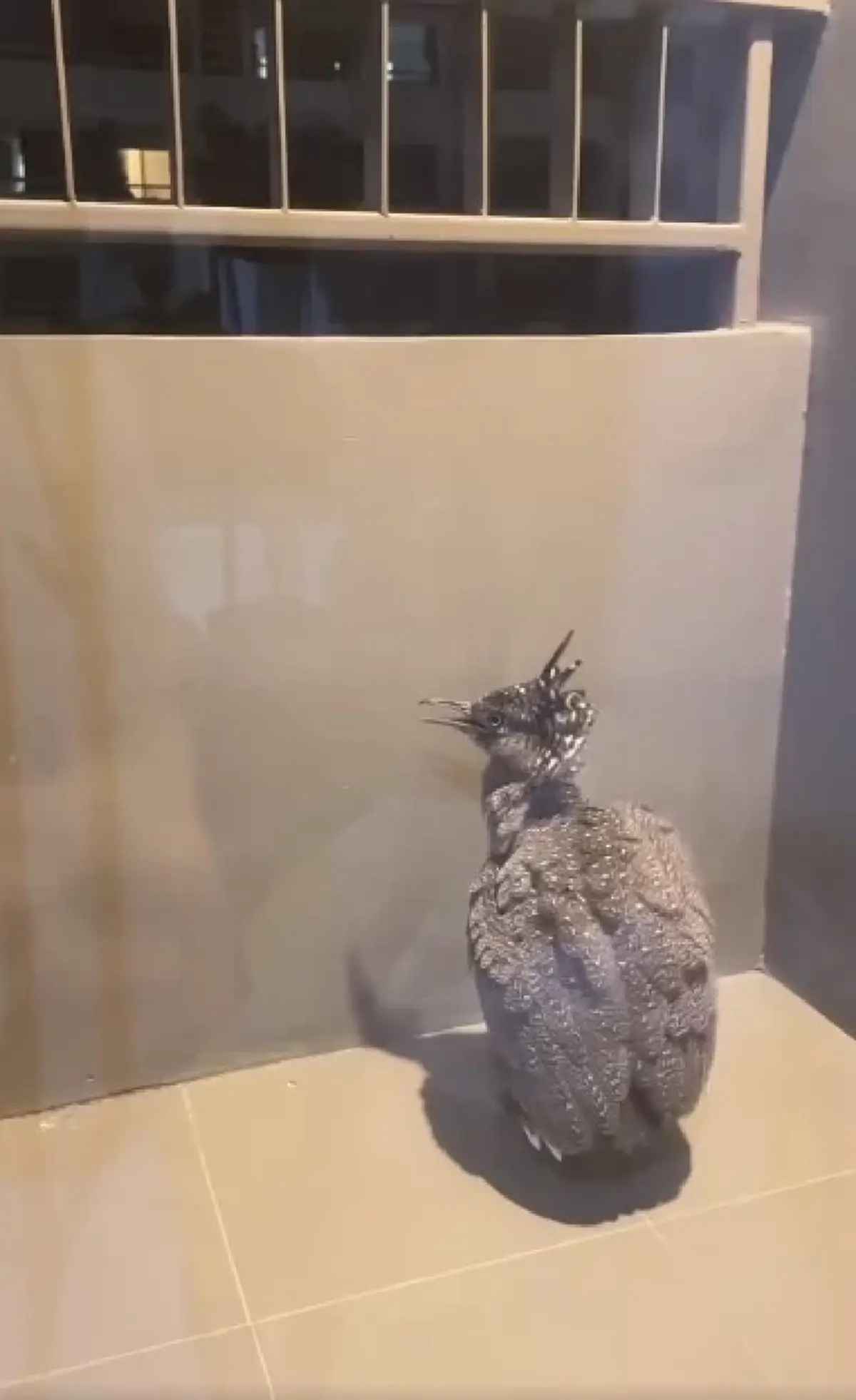 หนุ่มสงสัย นกอะไรบินเกาะระเบียงคอนโด ผู้รู้เฉลยนี่คือตัวละครลับในป่า