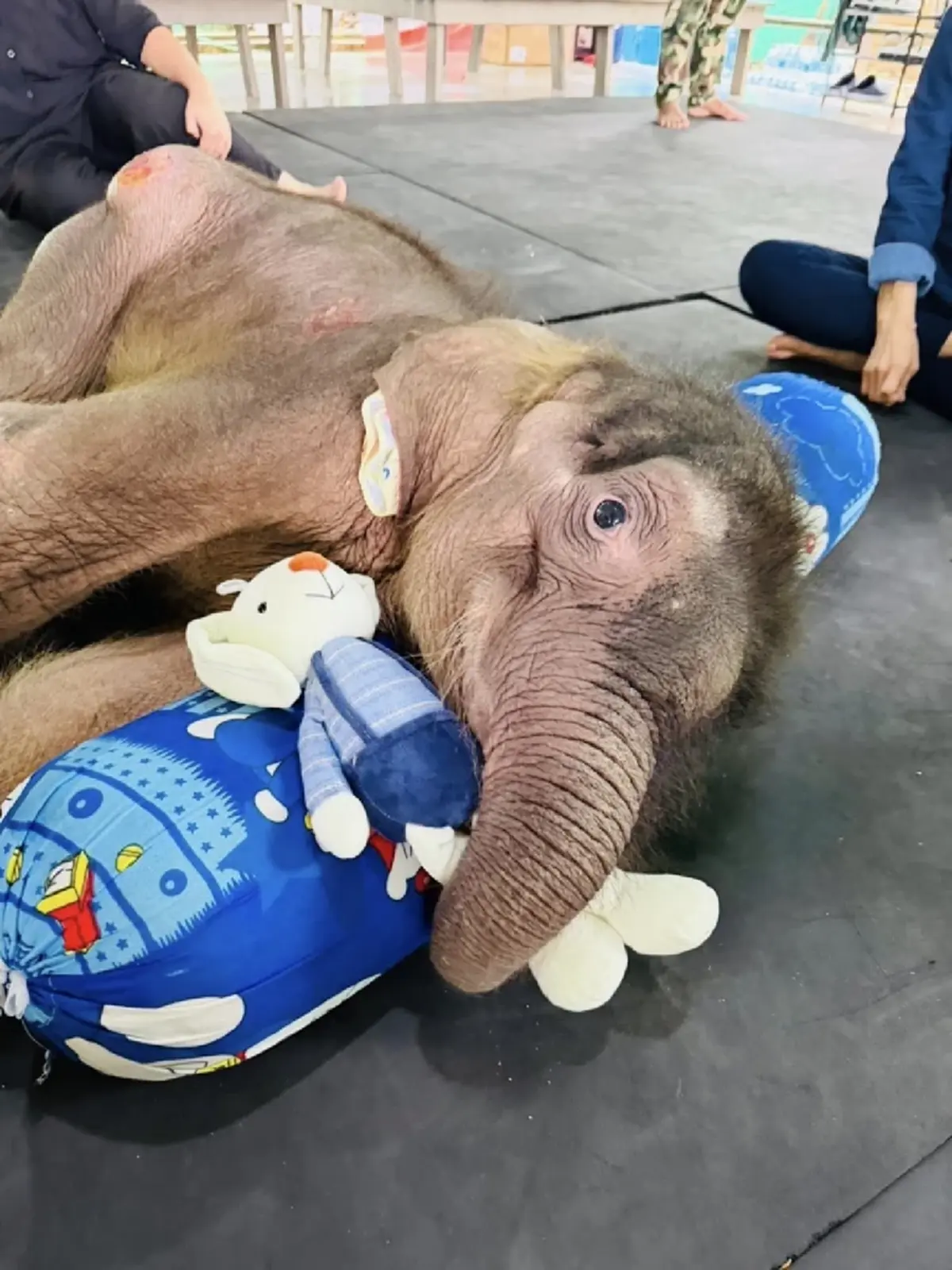 มีข่าวดี อาการล่าสุด น้องข้าวต้ม หลังจากให้สเต็มเซลล์