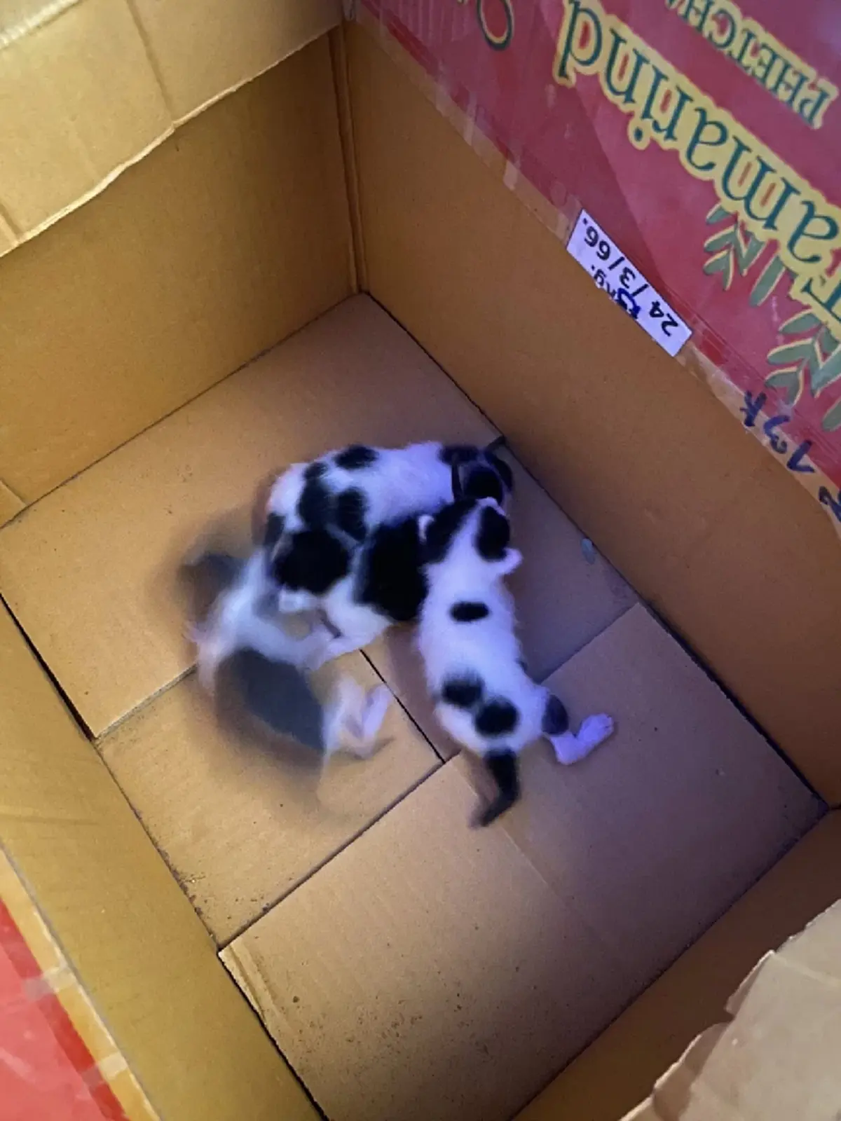 แม่แมวคลอดลูกใต้ท้องรถ หลวงปู่จื่อ พระเกจิ แห่ส่องเลขทะเบียน