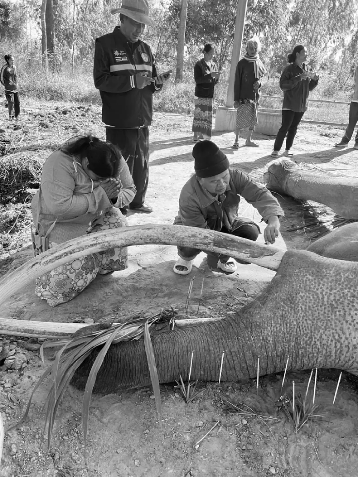 เศร้า "พลายสมคิด" ช้างงางามล้มแล้ว จากไปกะทันหันไม่ทันตั้งตัว