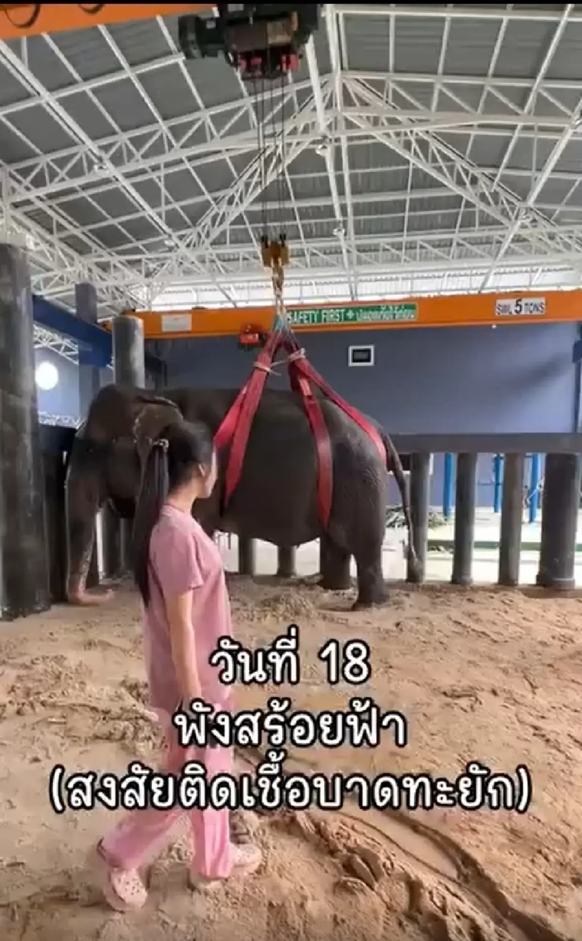 "หมอโบว์" จุกอก เล่าอาการสุดท้าย "พังสร้อยฟ้า" ก่อนสิ้นใจ