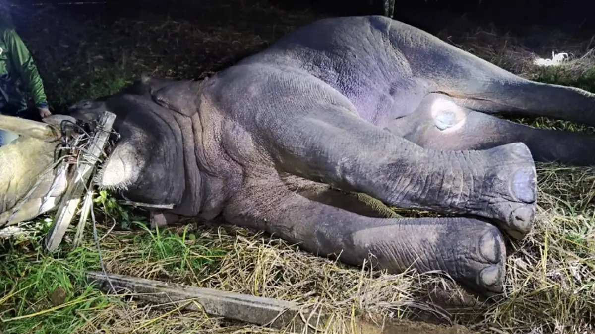 ไม่ละเว้น เอาผิด 2 ข้อหาหนัก ปมช้างป่าเขาคิชฌกูฏถูกไฟช็อตดับ 3 ตัว