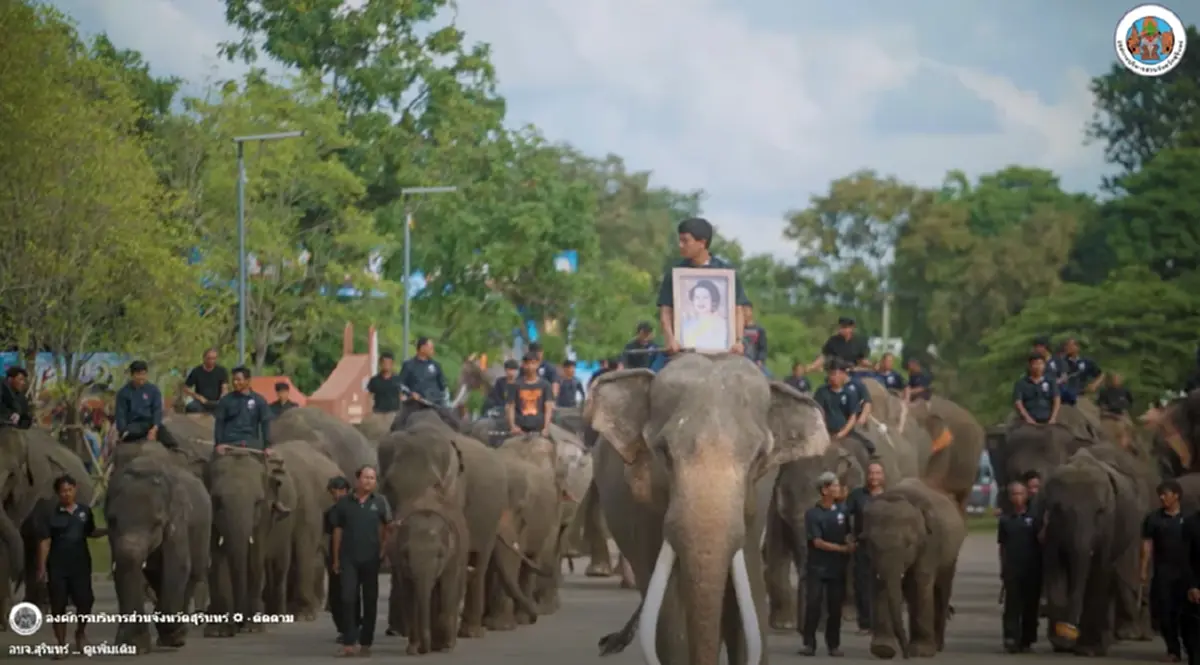 มหัศจรรย์ช้างสุรินทร์ กว่า 300 เชือก ร่วมถวายอาลัยแม่ของแผ่นดิน
