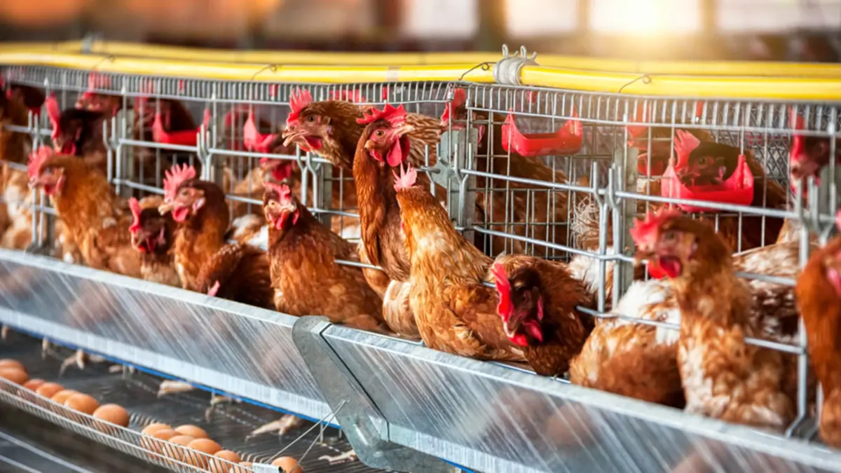 ผู้บริโภคยิ้ม แต่เกษตรกรเครียด ราคาไข่ไก่ร่วงต่อเนื่อง 