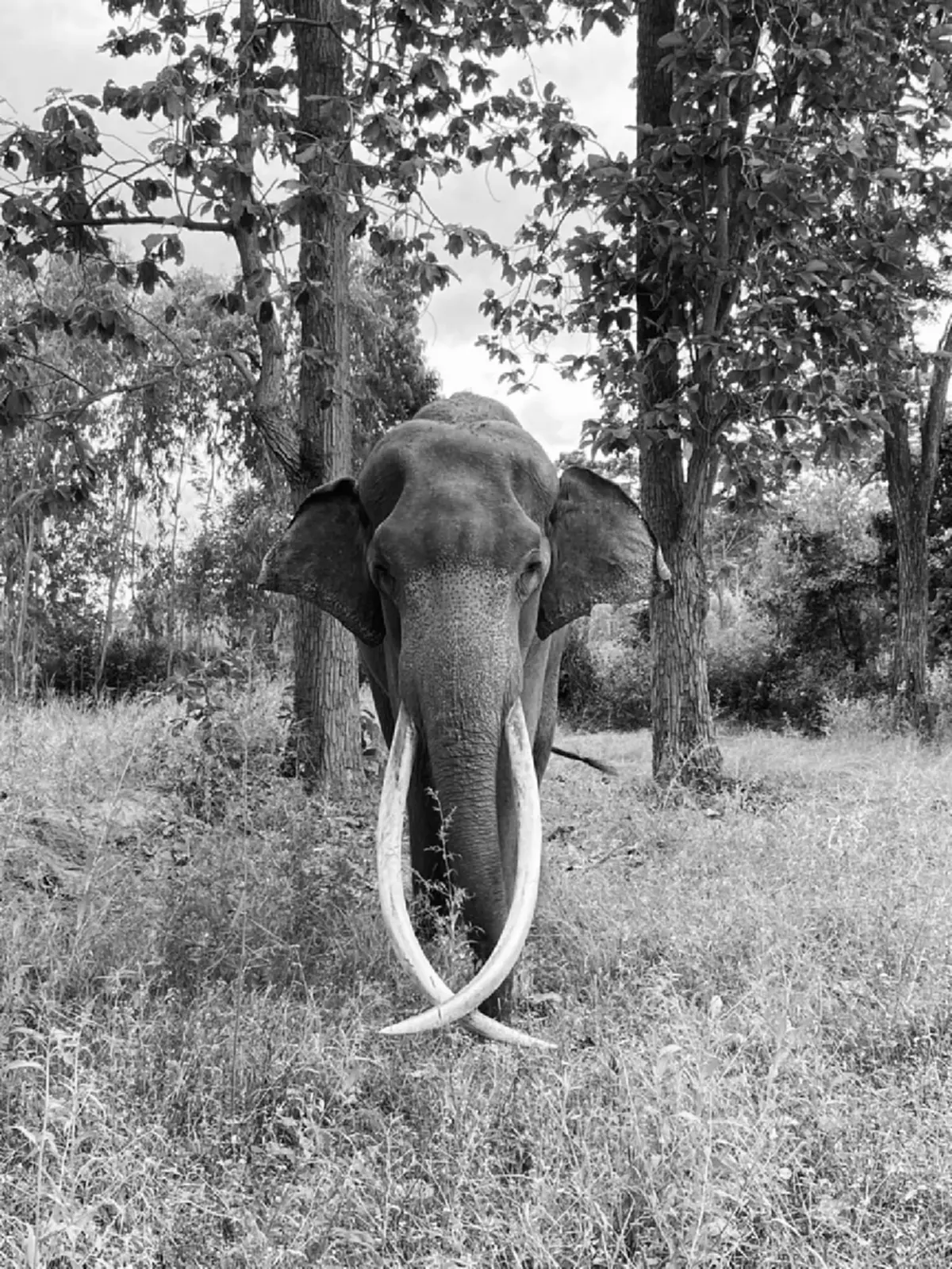 เศร้า "พลายสมคิด" ช้างงางามล้มแล้ว จากไปกะทันหันไม่ทันตั้งตัว