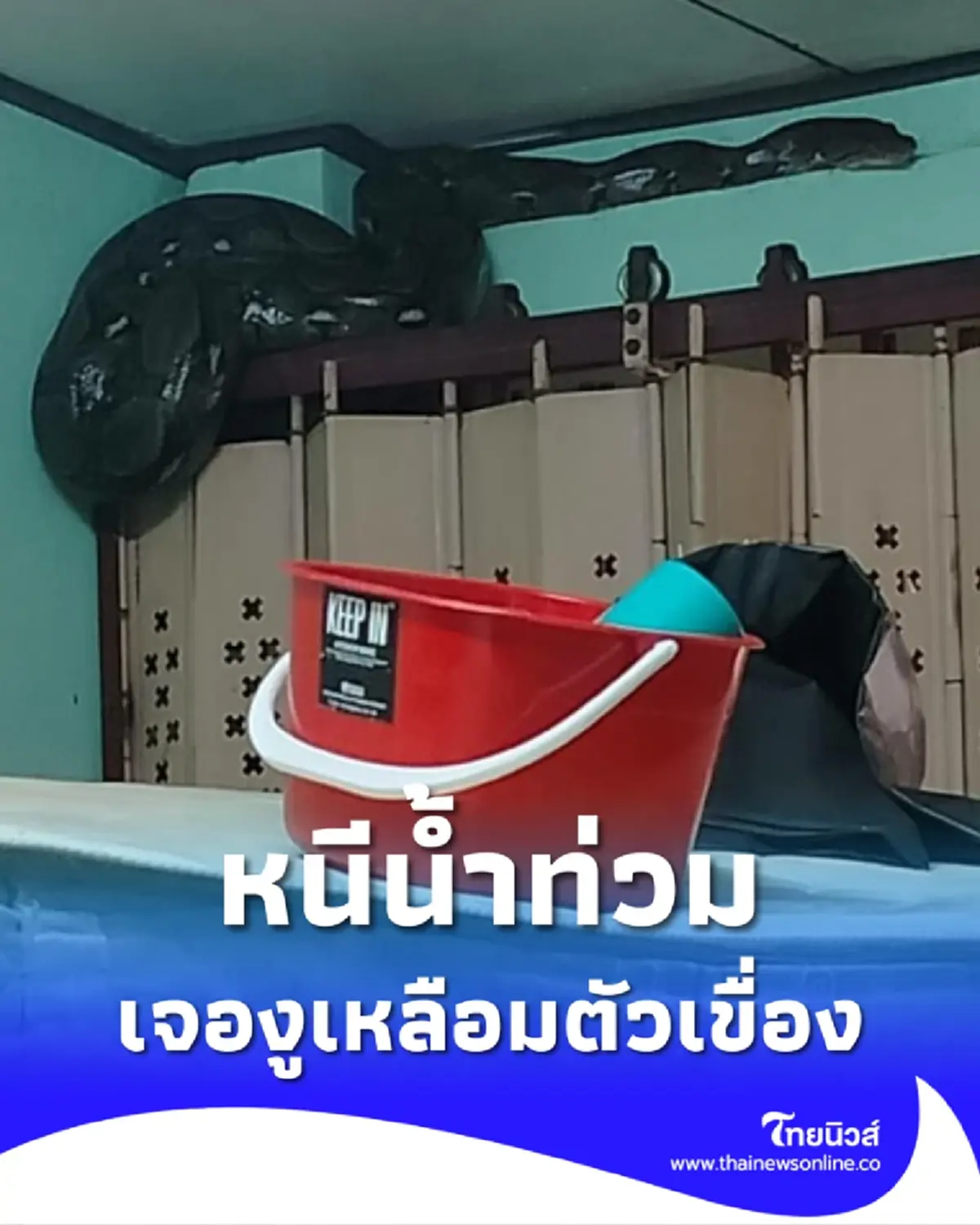 คนกับงูเหลือม ติดน้ำท่วมออกไปไม่ได้ หาดใหญ่ยังอ่วมหนัก