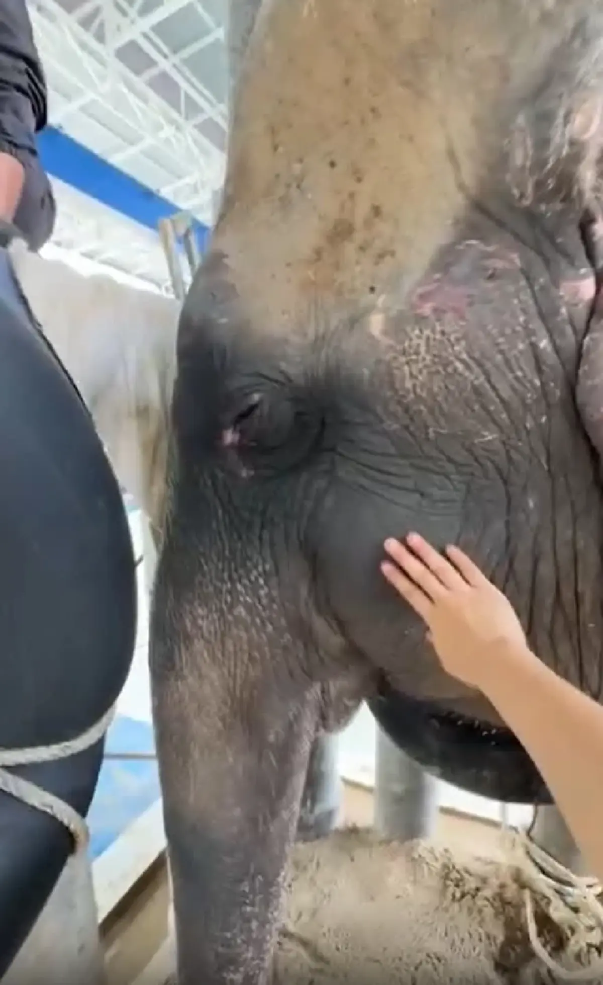 "หมอโบว์" จุกอก เล่าอาการสุดท้าย "พังสร้อยฟ้า" ก่อนสิ้นใจ