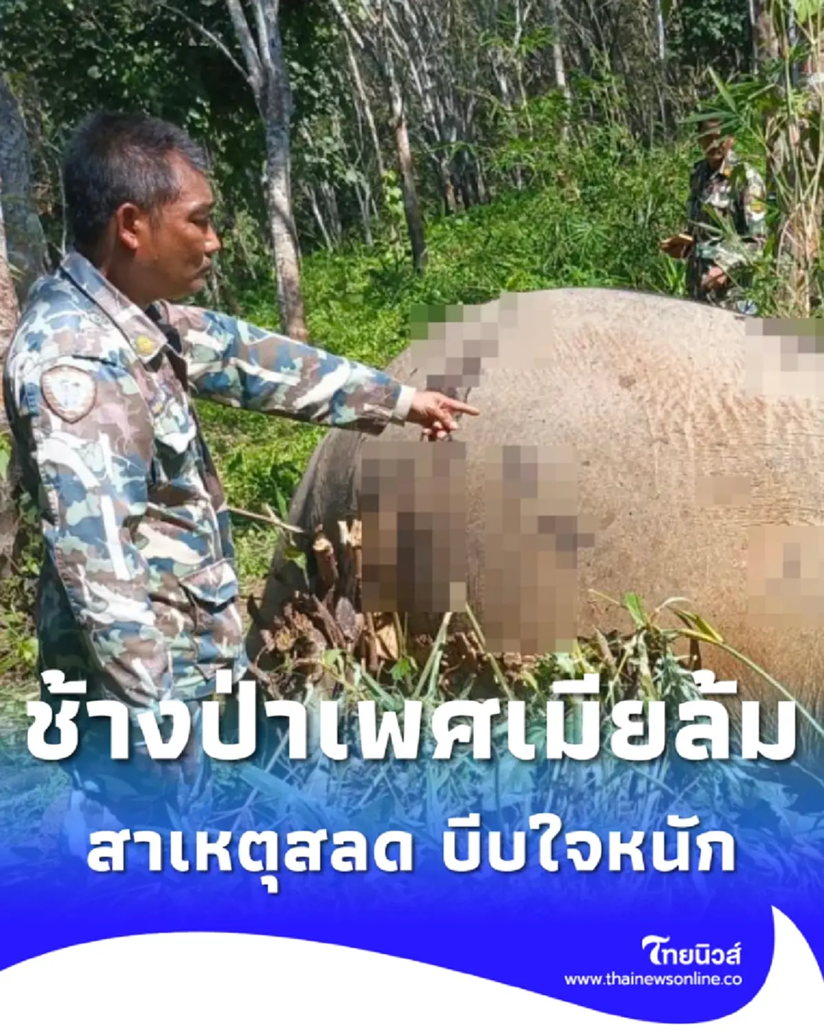 สลดหนัก ช้างป่าตัวเมียล้มกลางอุทยาน เจอร่องรอยกว่า 20 จุด