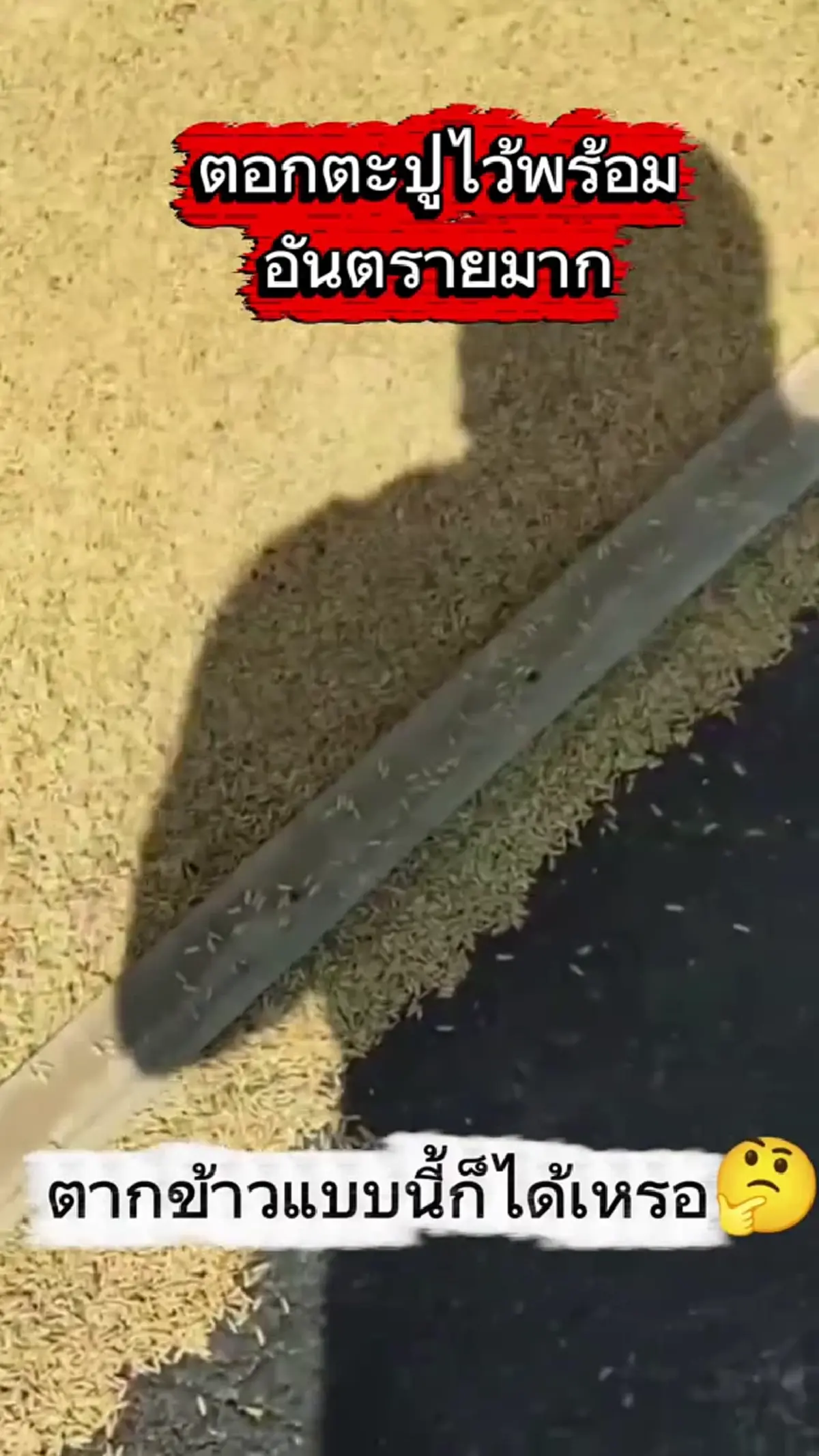 แบบนี้ก็ได้? ตากข้าวบนถนน แถมวางไม้ตะปูชี้ขึ้นป้องกันรถทับข้าว