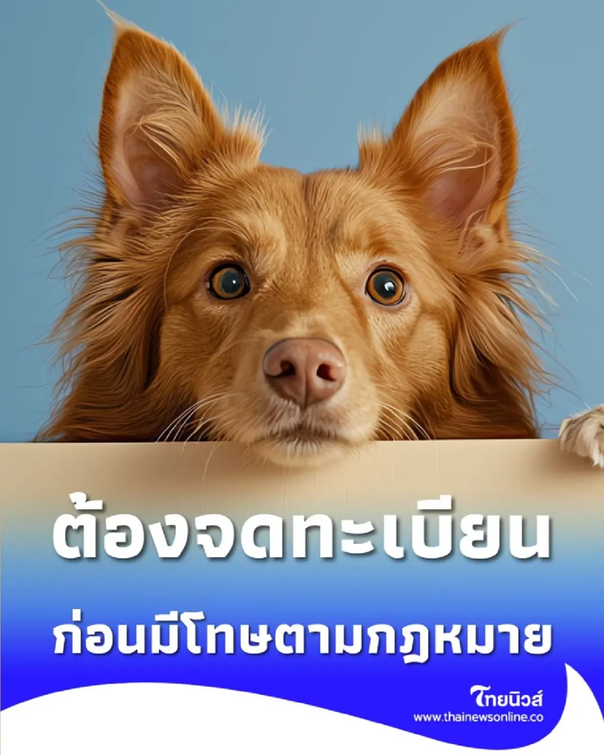 เจ้าของหมา-แมว ต้องจดทะเบียน ภายใน 10 ม.ค. 69 เท่านั้น