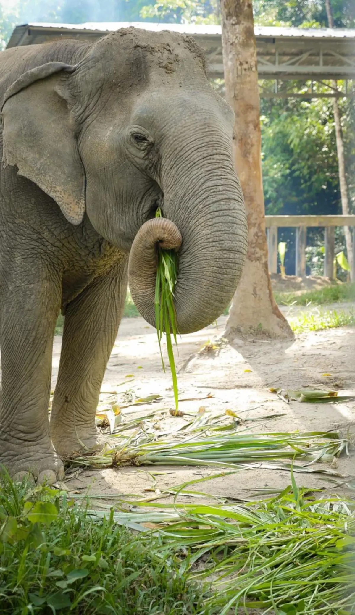 ย้อนชีวิต พังสร้อยฟ้า จากอดีตเจ็บปวด สู่บ้านหลังสุดท้ายของชีวิต