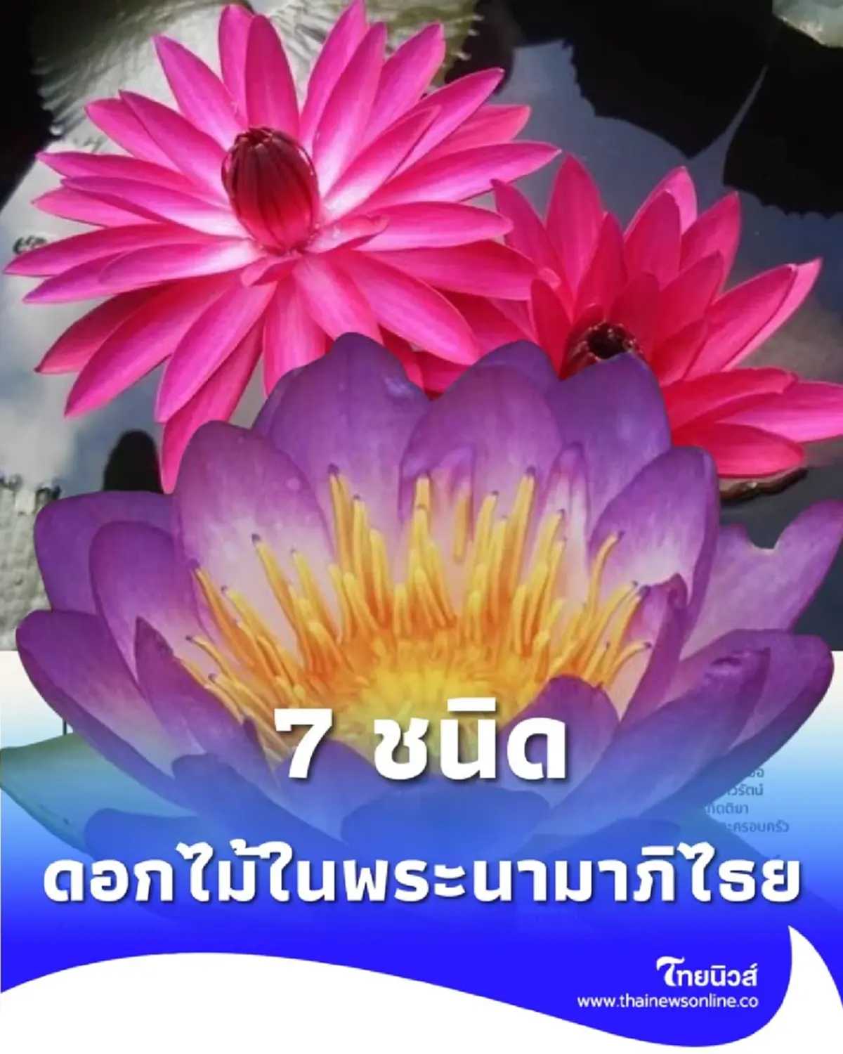 เจาะลึก ดอกไม้ในพระนามาภิไธย 7 ชนิด เพื่อเป็นการเฉลิมพระเกียรติ