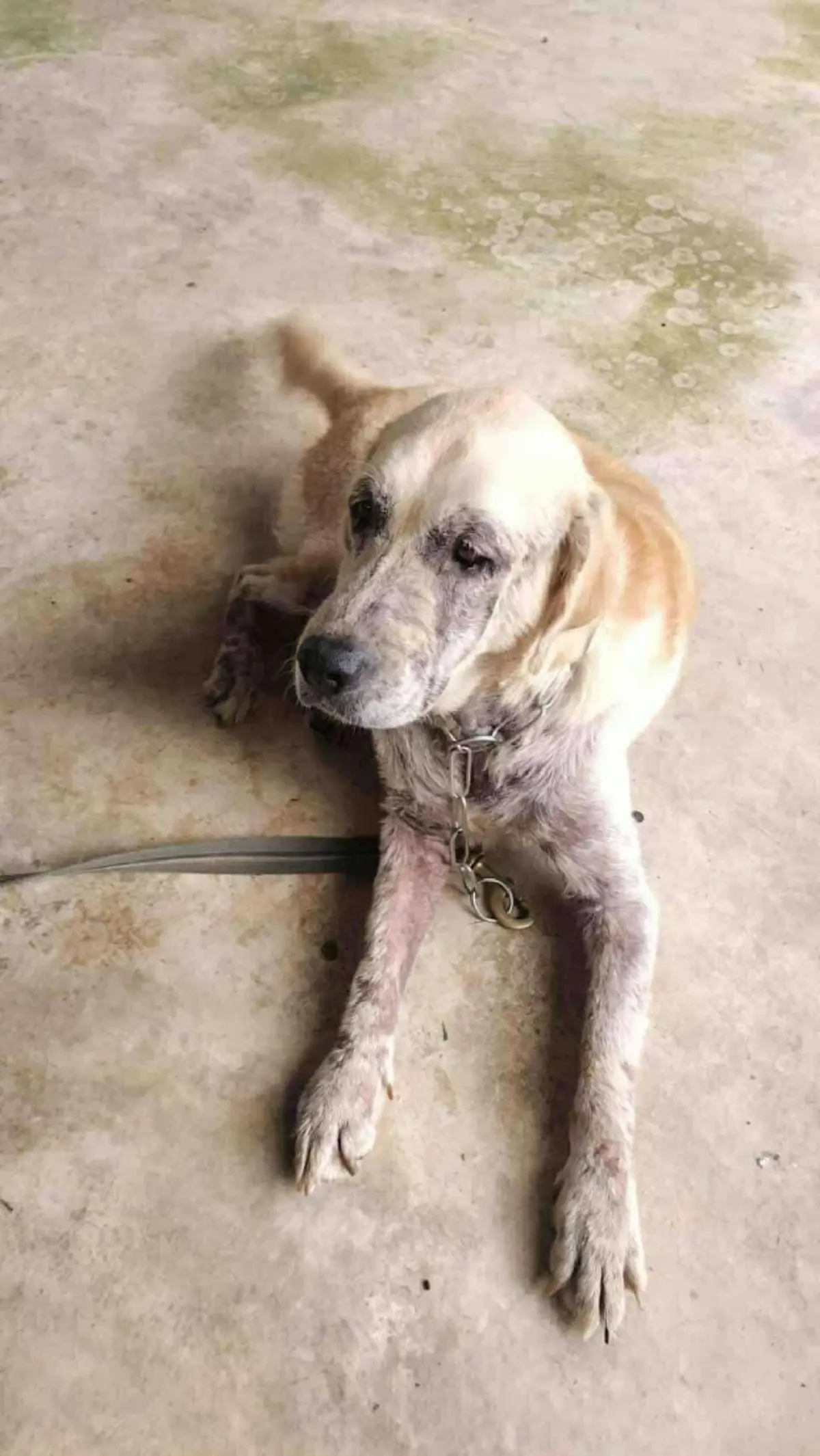 เปิดอาการ น้องโซดา K9 ล่าสุด ชาวเน็ตแห่เป็นห่วงทั้งโซเชียล 