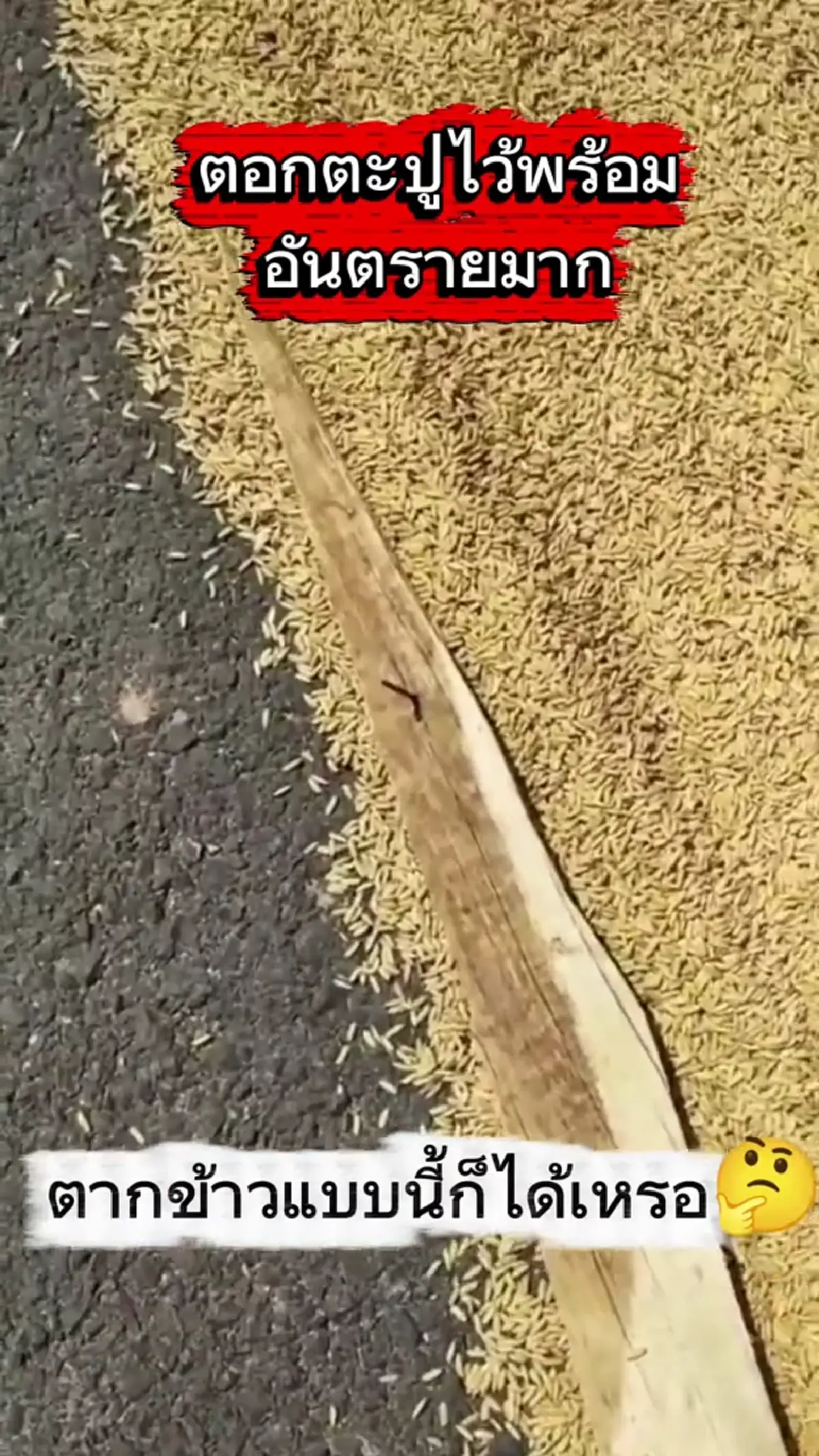 แบบนี้ก็ได้? ตากข้าวบนถนน แถมวางไม้ตะปูชี้ขึ้นป้องกันรถทับข้าว