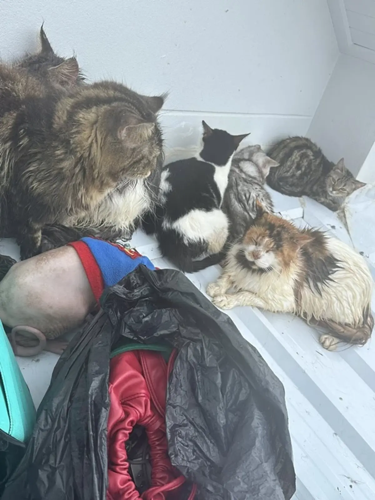 เจ้าของอัพเดตล่าสุด หลังติดบนหลังคา พร้อมหมา - แมว กว่า 20 ชีวิต