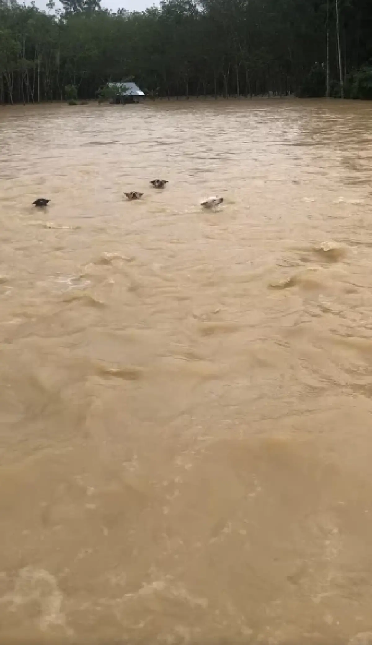 น้ำตาแทบไหล ชะตากรรมล่าสุด น้องหมา 4 ชีวิต หลังว่ายฝ่ากระแสน้ำ