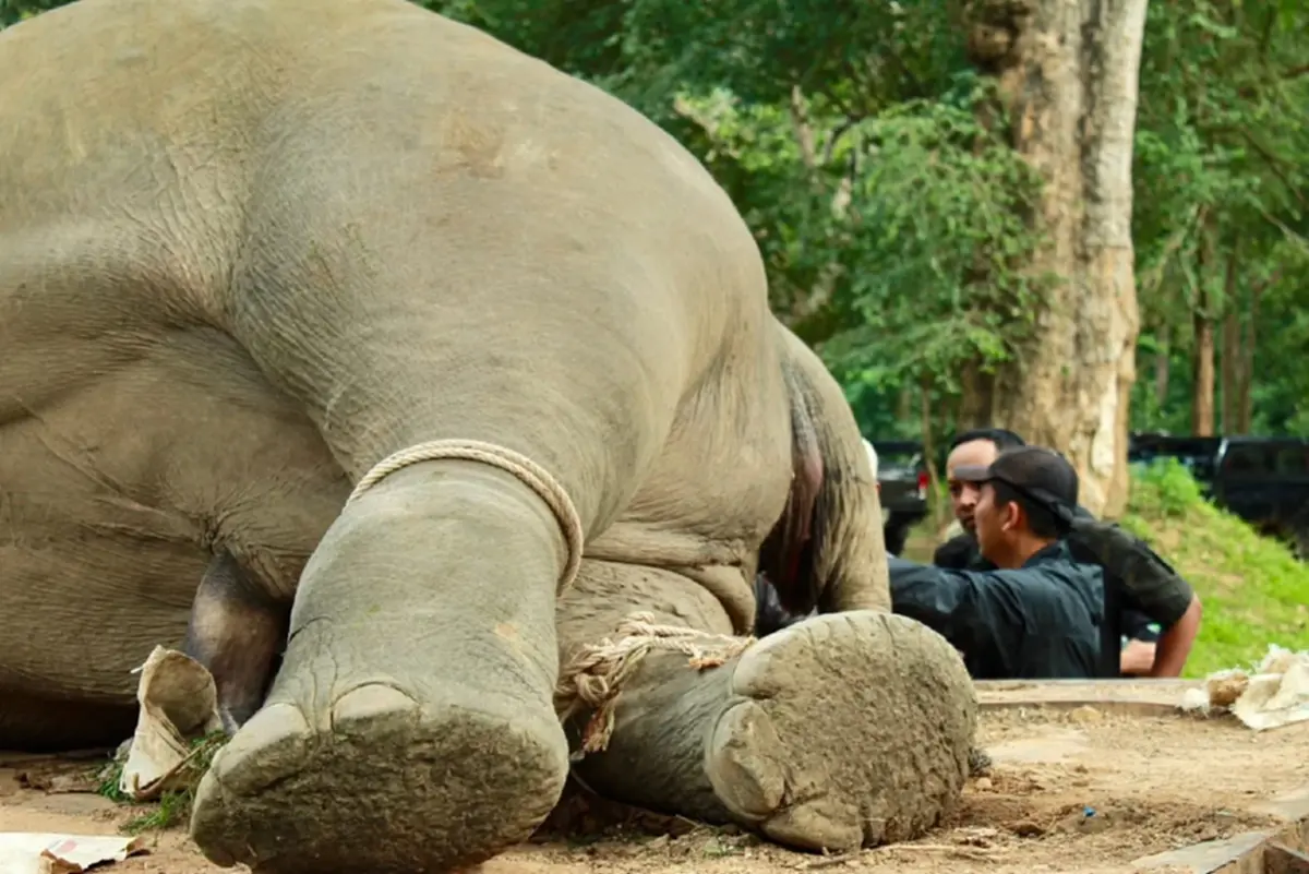 เศร้าอีก“ช้างป่า”แก่งกระจานถูกไฟช็อตดับสลด เร่งหาพยานหลักฐาน