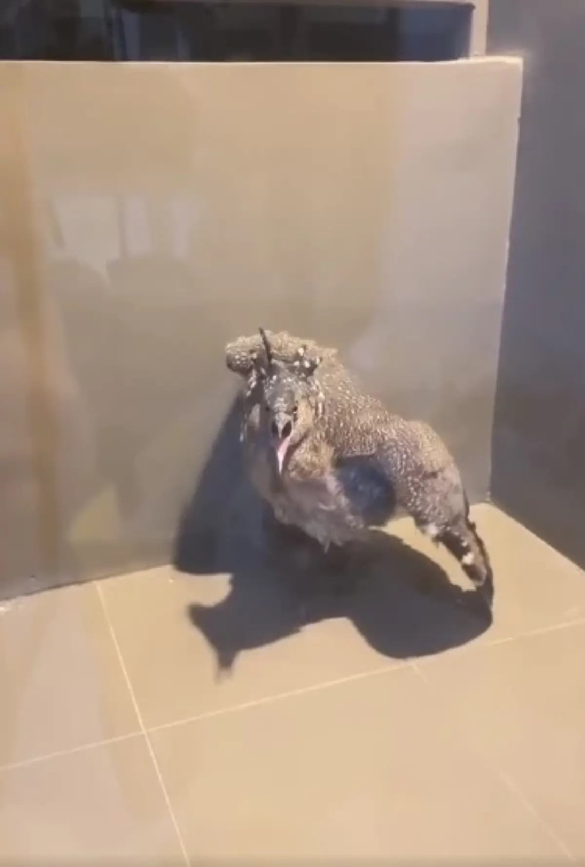 หนุ่มสงสัย นกอะไรบินเกาะระเบียงคอนโด ผู้รู้เฉลยนี่คือตัวละครลับในป่า