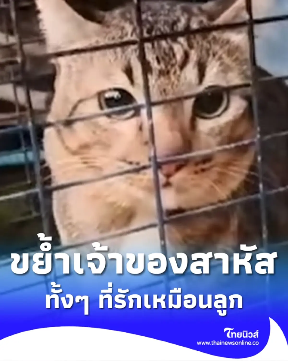 หญิงวัย 83 ปี ถูกแมวที่รักเหมือนลูกขย้ำสาหัส ไม่กล้าเลี้ยงต่อ