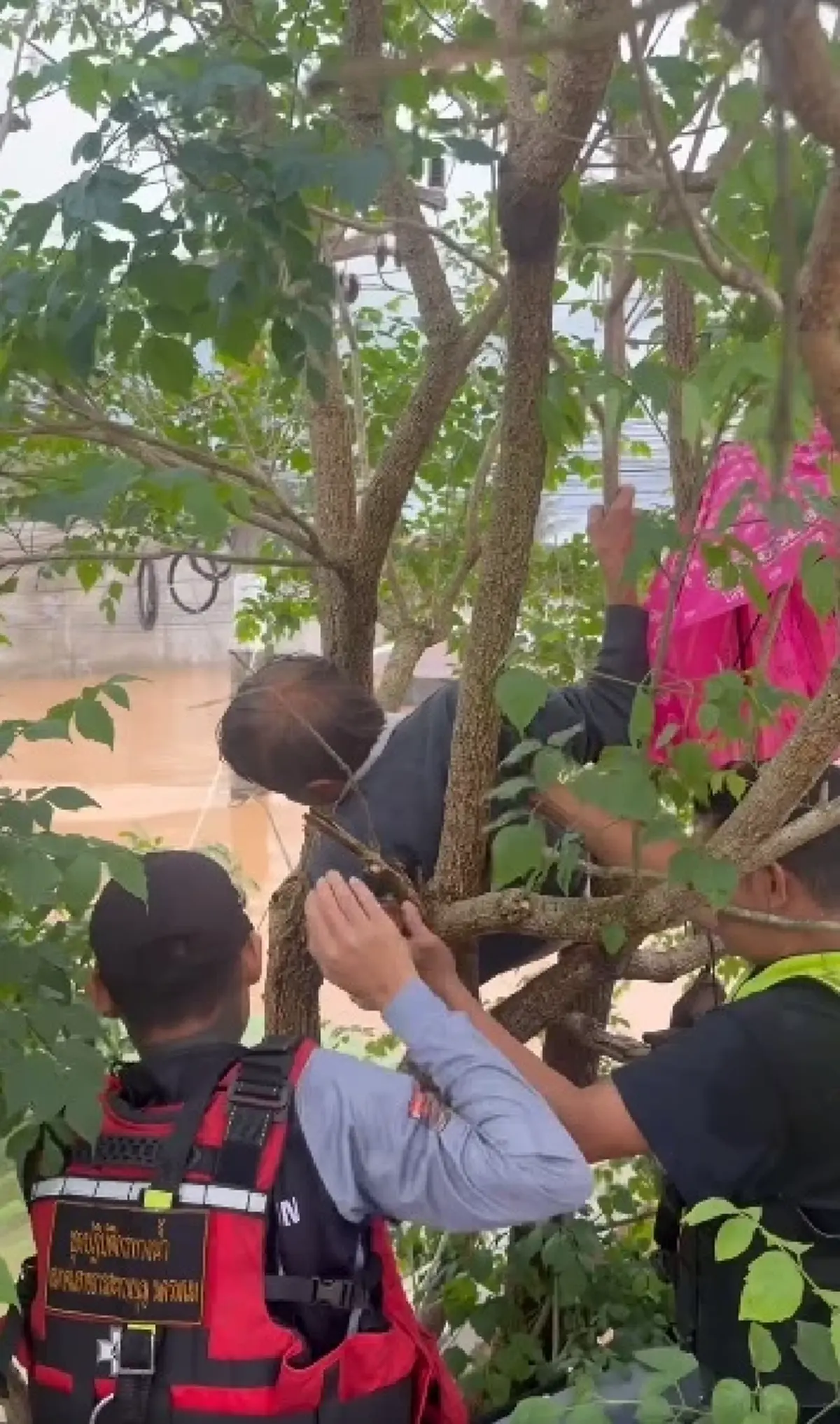 จุกอก คุณยายเกาะต้นไม้ กอดแมวแน่น 3 วันเต็ม ไม่ได้กินข้าว-น้ำ