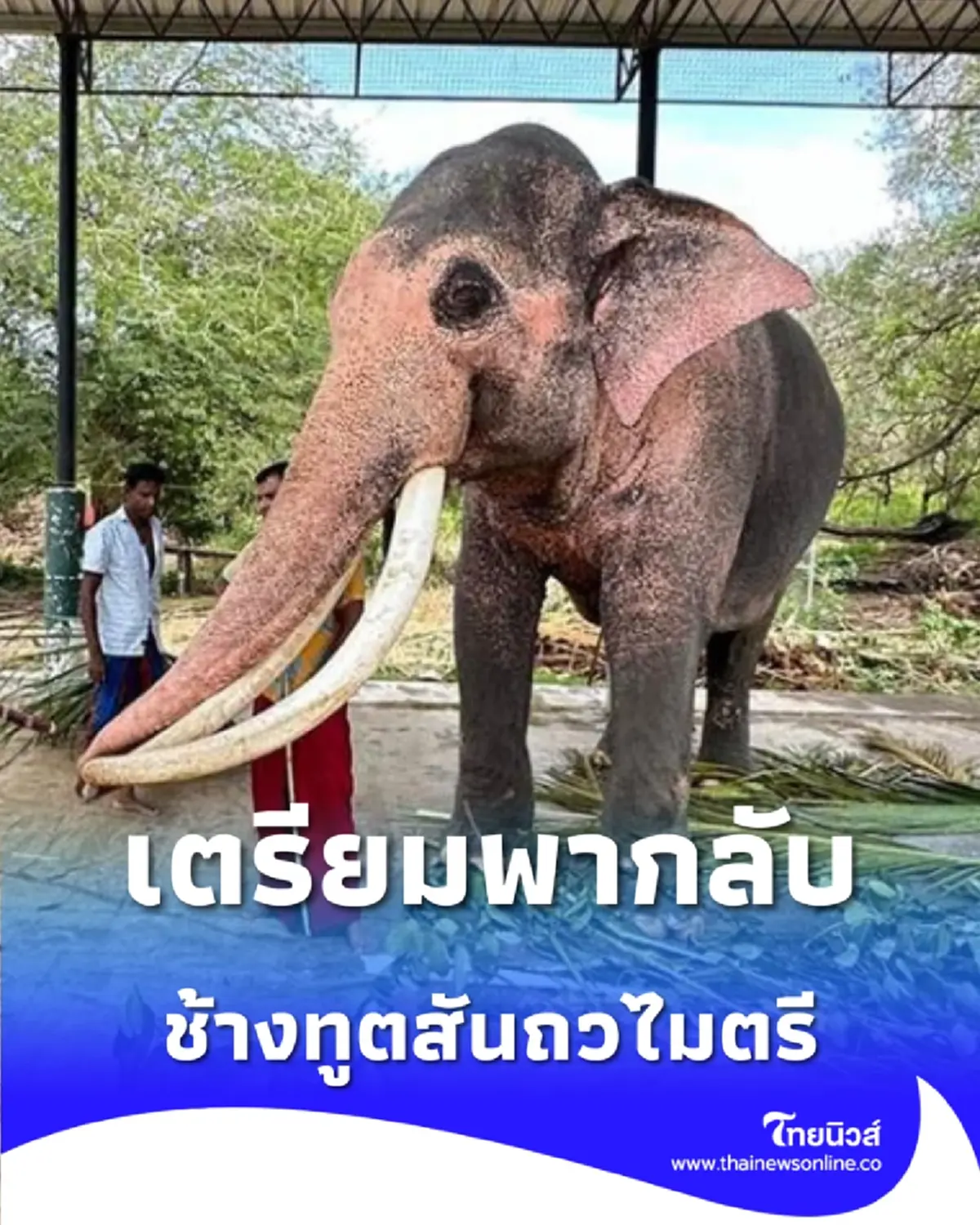 รัฐบาลไทย เดินหน้าแผนเจรจา ดึงช้าง ทูตสันถวไมตรี กลับสู่แผ่นดินแม่
