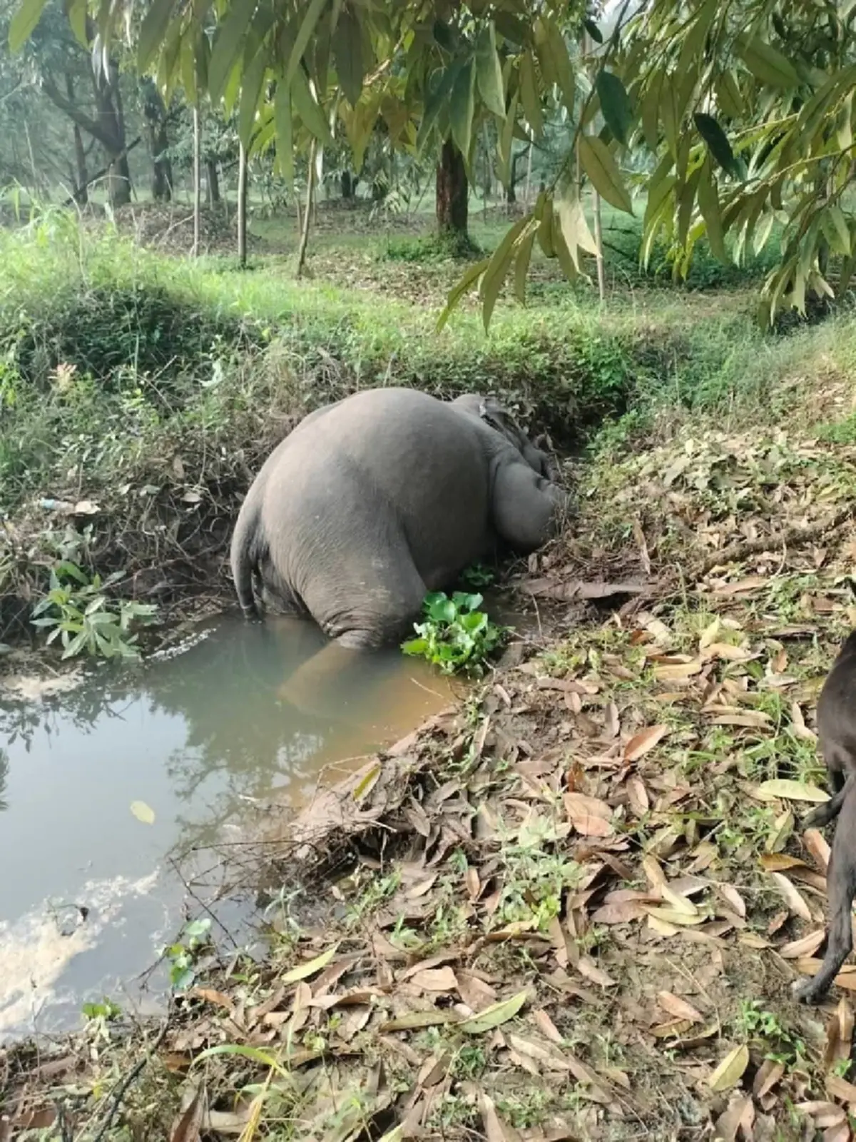 สลดหนัก ช้างป่าเขาคิชฌกูฏ ดับทีเดียว 3 ตัว สาเหตุสะเทือนใจ