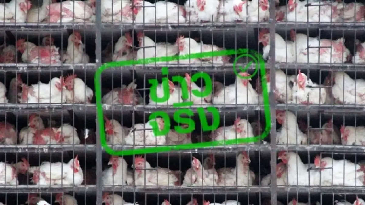 ปศุสัตว์เด็ดขาด ชะลอการนำเข้า สัตว์ปีก-ซากสัตว์ปีก จากกัมพูชา 90 วัน สกัดไข้หวัดนก H5N1