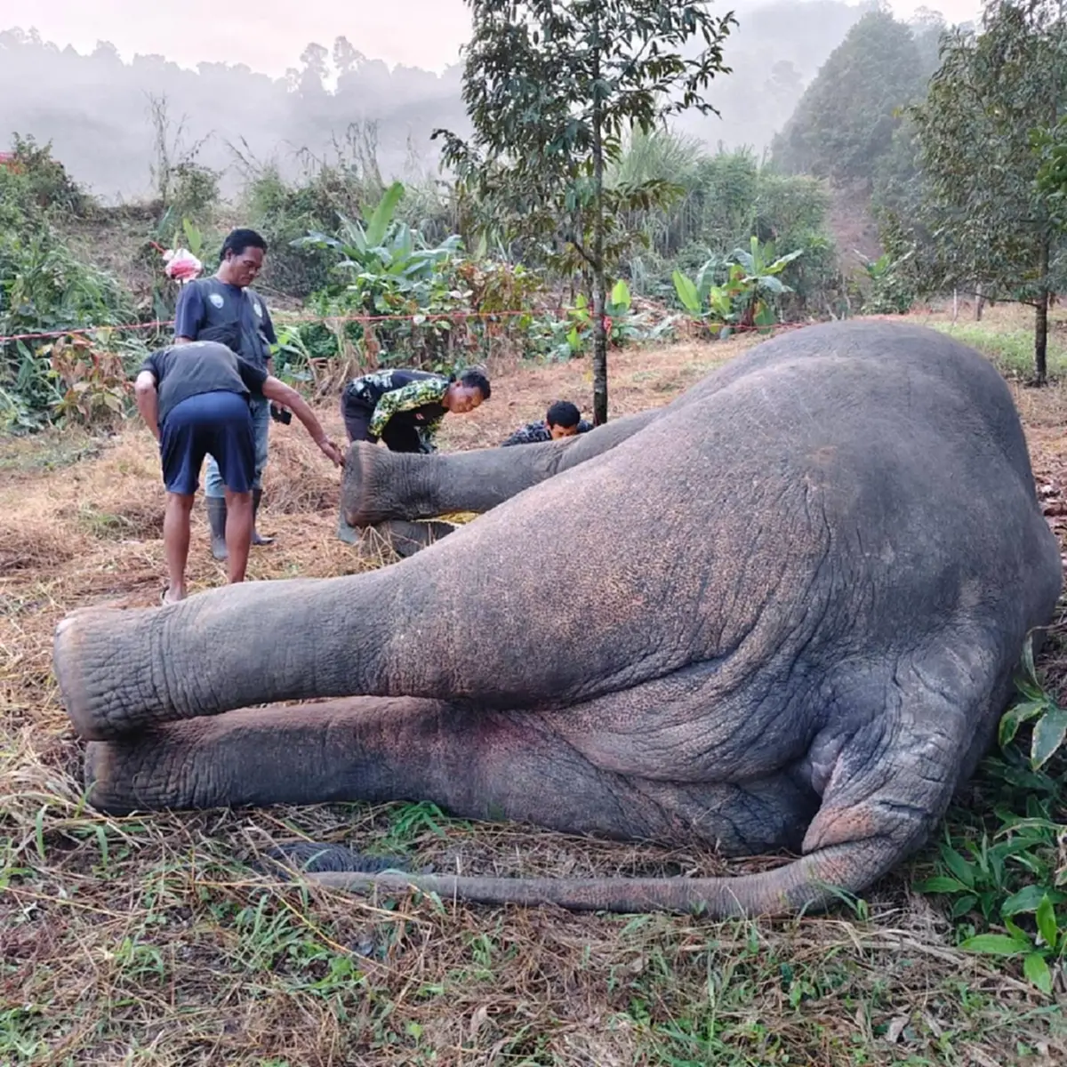 สลดหนัก ช้างป่าเขาคิชฌกูฏ ดับทีเดียว 3 ตัว สาเหตุสะเทือนใจ
