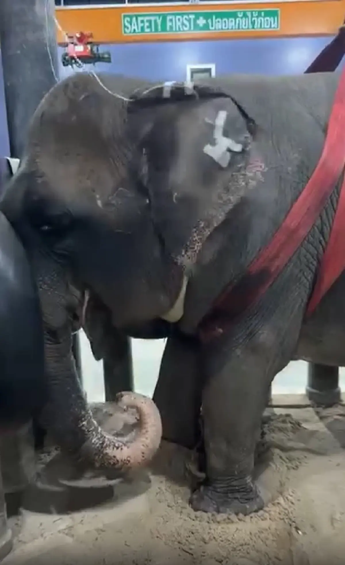 ย้อนชีวิต พังสร้อยฟ้า จากอดีตเจ็บปวด สู่บ้านหลังสุดท้ายของชีวิต