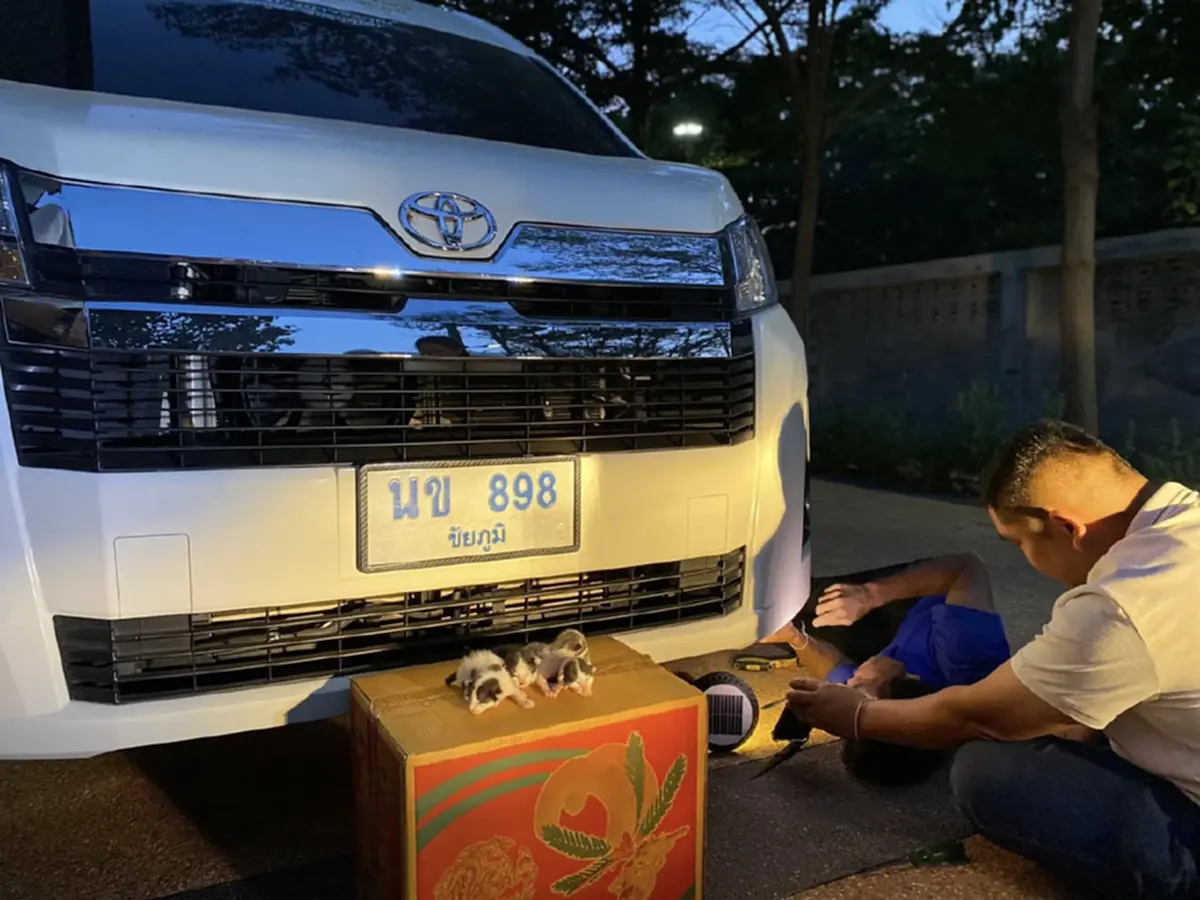 แม่แมวคลอดลูกใต้ท้องรถ หลวงปู่จื่อ พระเกจิ แห่ส่องเลขทะเบียน