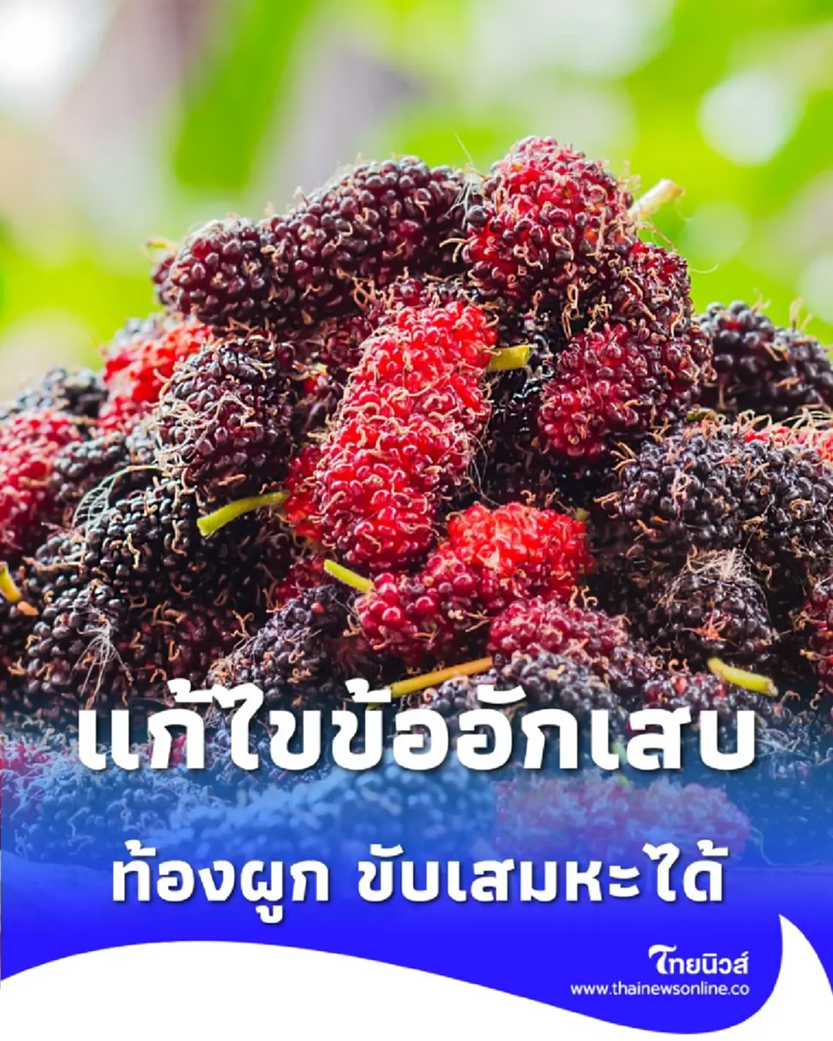 ลูกหม่อน แก้ไขข้ออักเสบ ท้องผูก ขับเสมหะได้จริงหรือไม่