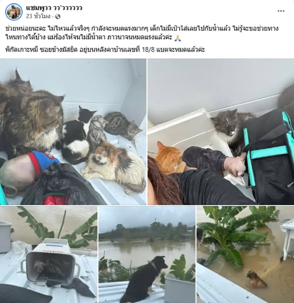 เจ้าของอัพเดตล่าสุด หลังติดบนหลังคา พร้อมหมา - แมว กว่า 20 ชีวิต