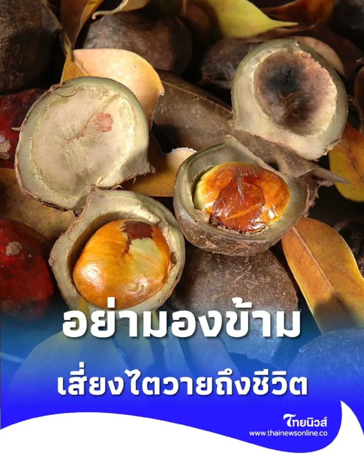 อย่ามองข้าม กินลูกเนียงดิบมากเกินไป เสี่ยงไตวายถึงชีวิต